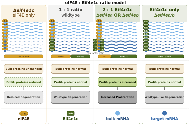 Selective mRNA translation during regeneration