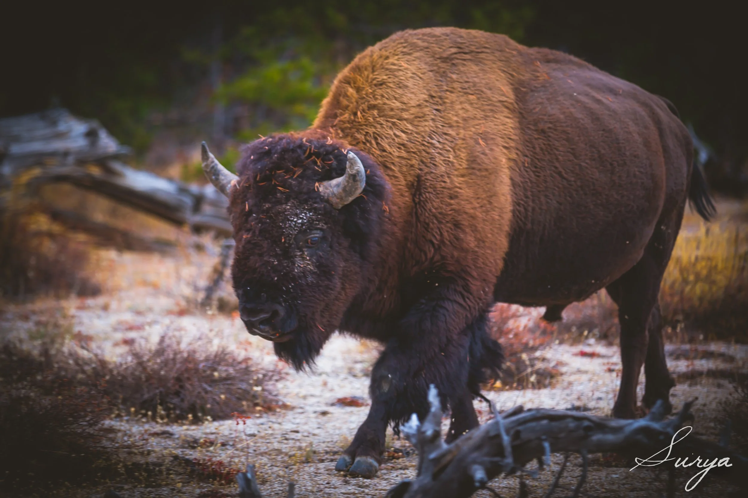 Yellowstone_bison.jpg