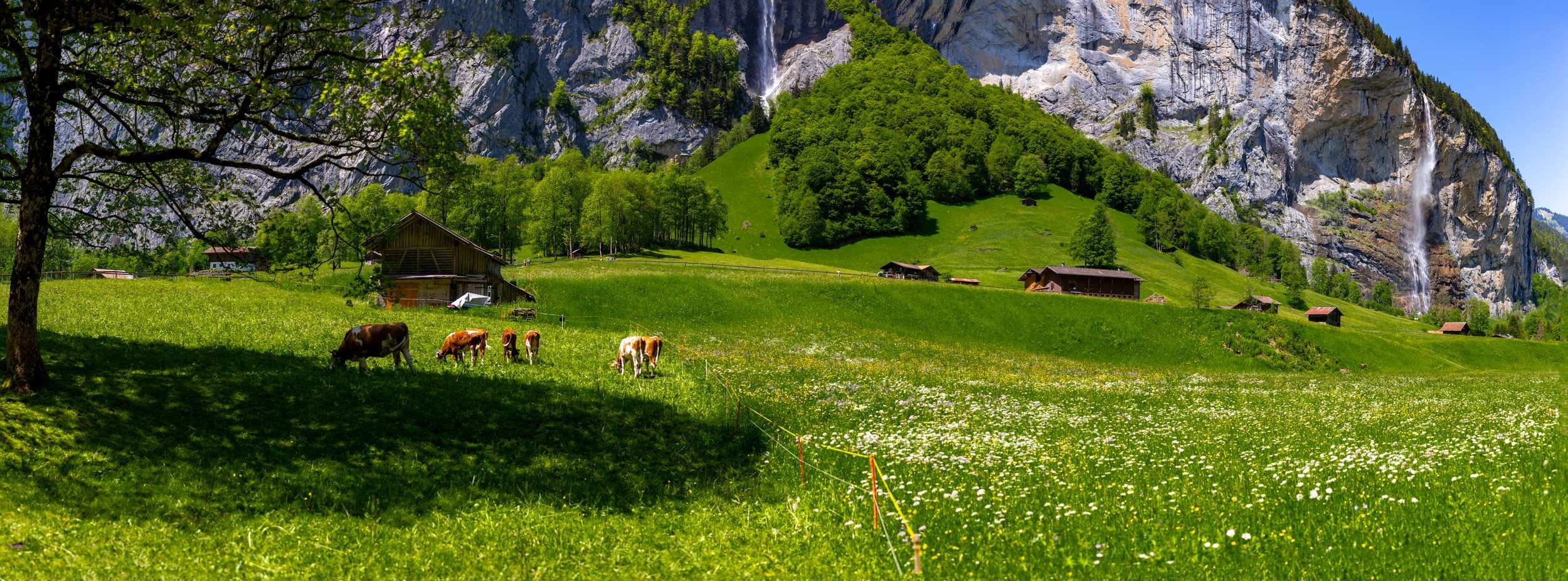 Lush green meadow with grazing cows near rustic barns, surrounded by forested rolling hills and towering mountain cliffs with waterfalls in the background under a blue sky.