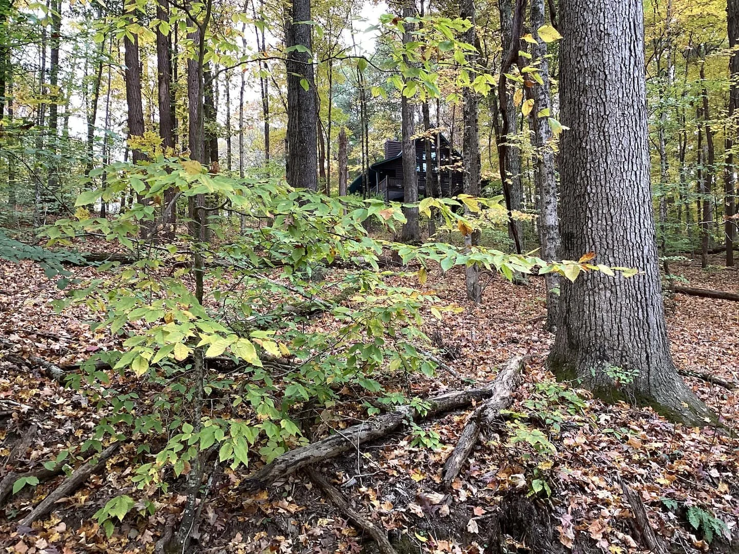 A wooded forest scene with tall trees and fallen leaves on the ground, with a house partially visible among the trees in the background.