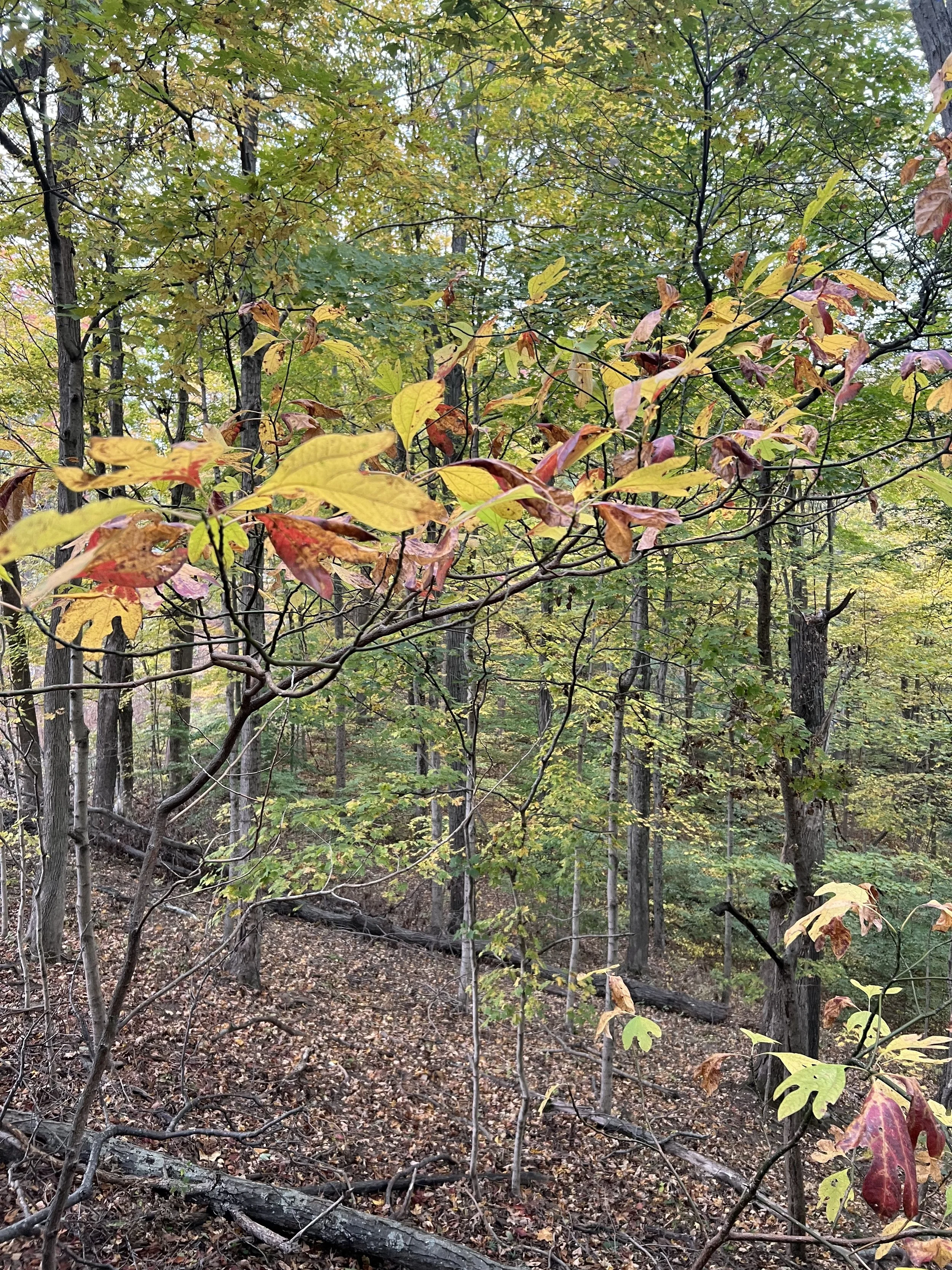 A forest scene with trees and fallen leaves on the ground. The leaves are in various shades of green, yellow, and red, indicating the fall season. There are thin branches and tree trunks visible throughout the image.