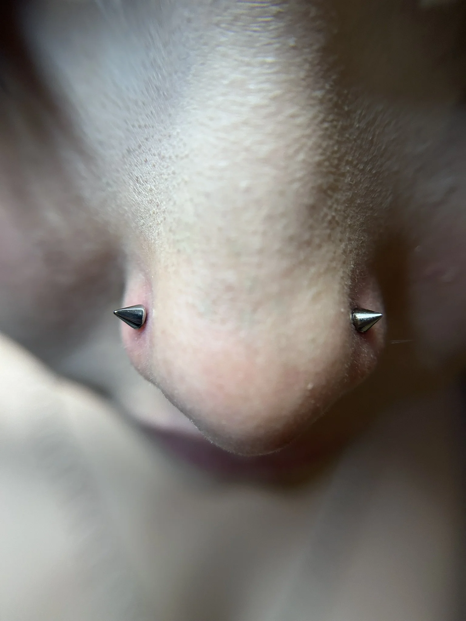 double-nostril-spikes.jpeg