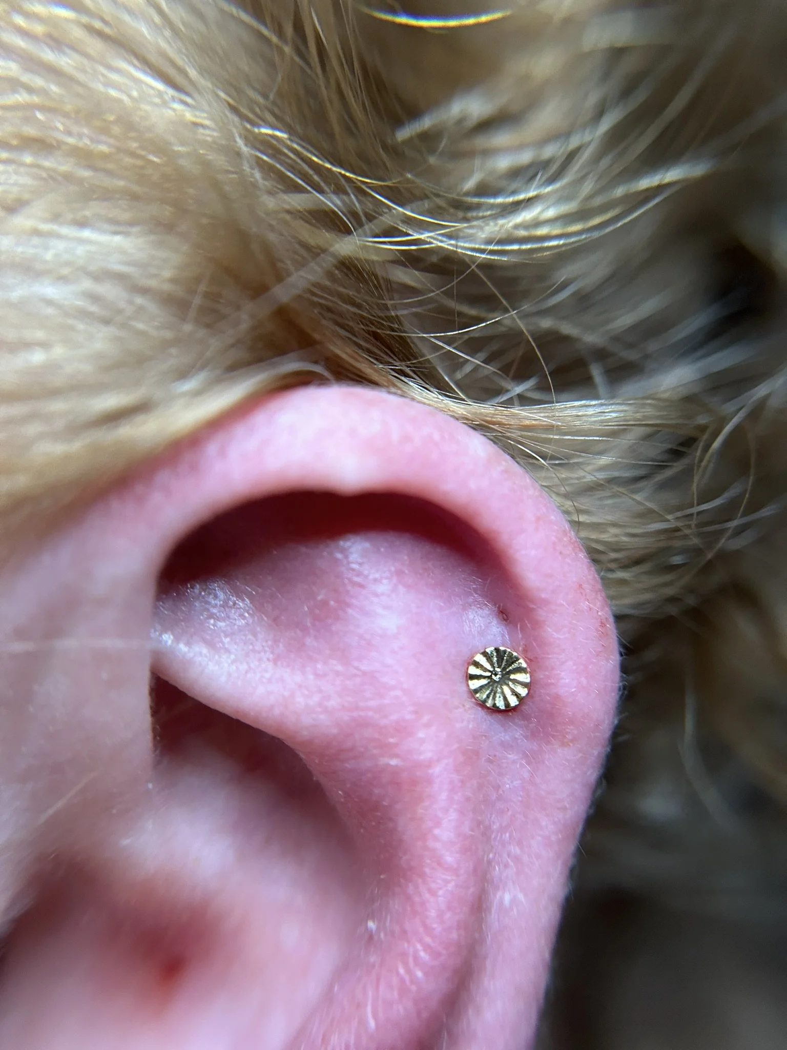 gold-conch-disc.jpeg