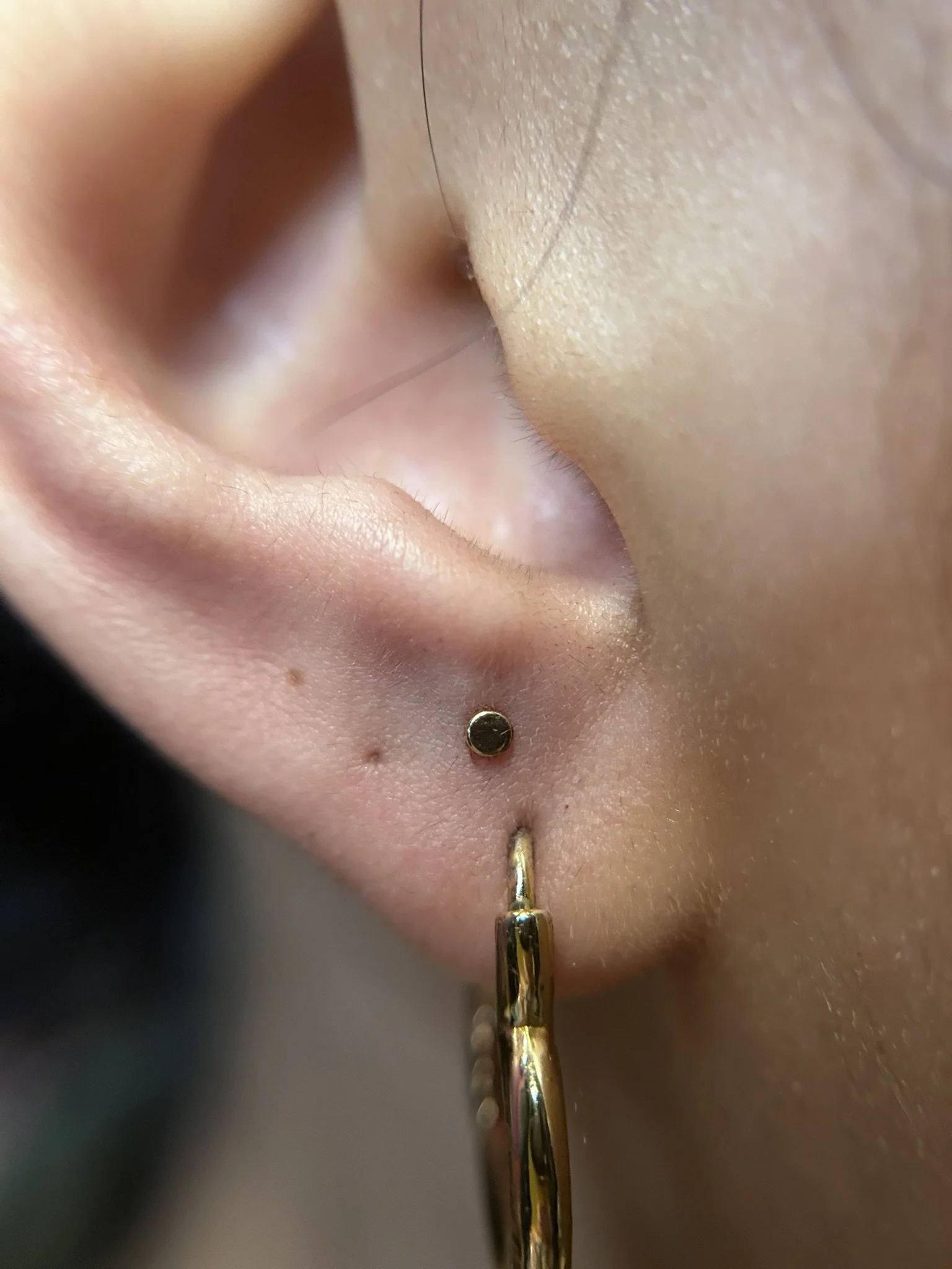 gold-lobe-piercings.jpeg