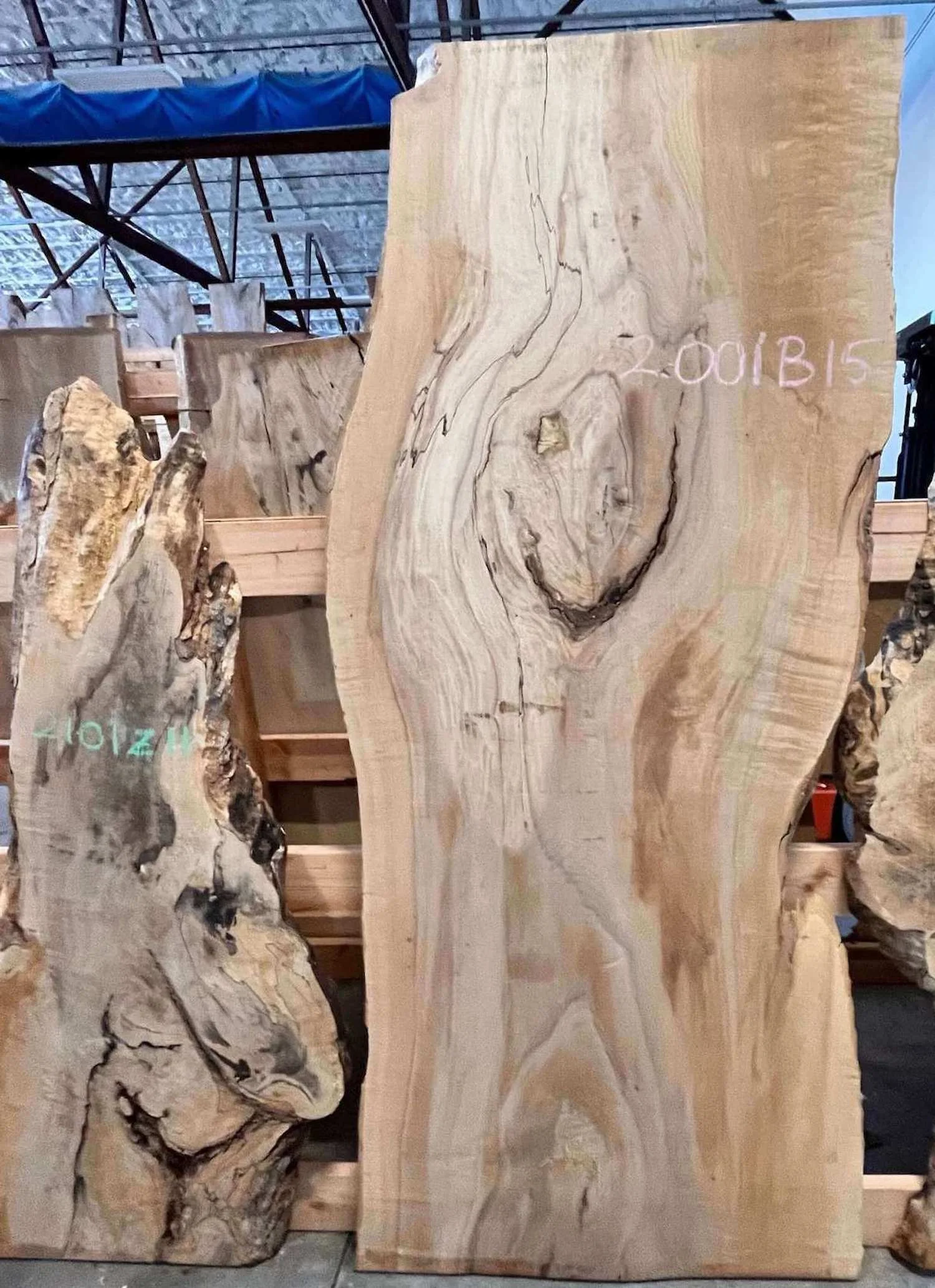 Large maple slab with natural edges and a knot, displayed in the VTG showroom in Connecticut. The slab has signs of natural grain patterns and some beautiful swirling patterns.