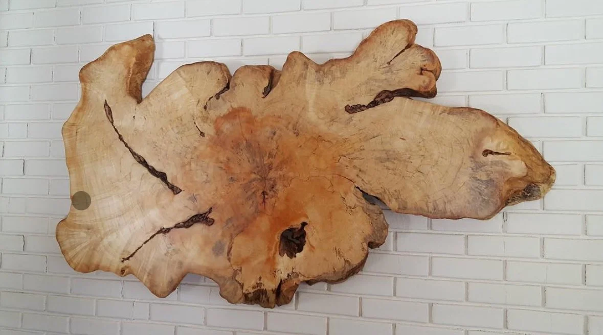 Massive figured burl hardwood slab mounted as wall art against white brick — showing the extraordinary natural shape and grain of a single salvaged cross-section