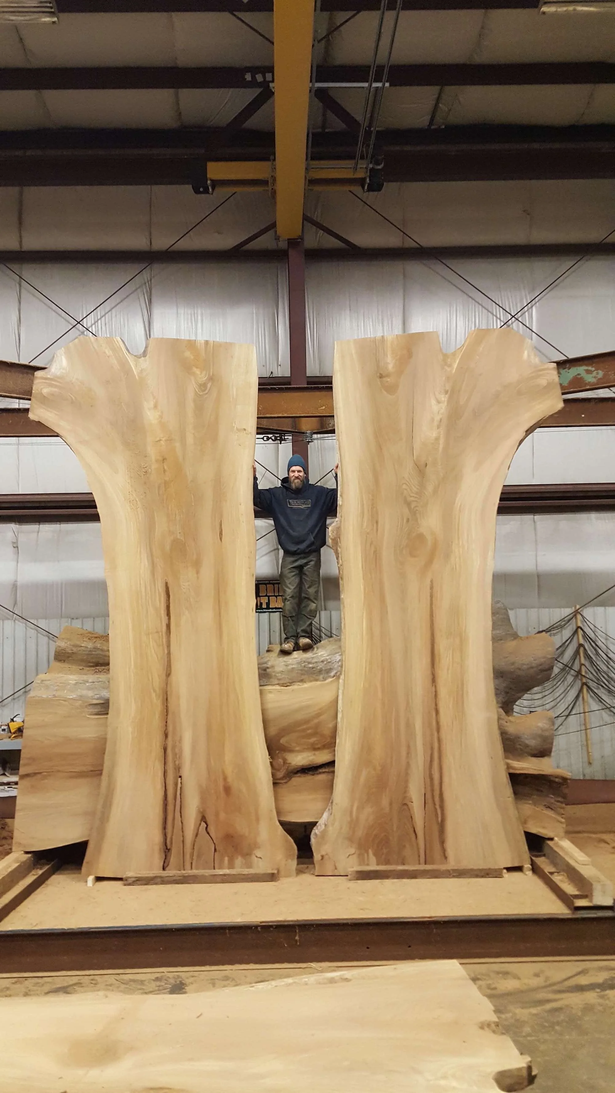 A man standing between two large, upright slabs of elm in Vermont Tree Goods saw mill