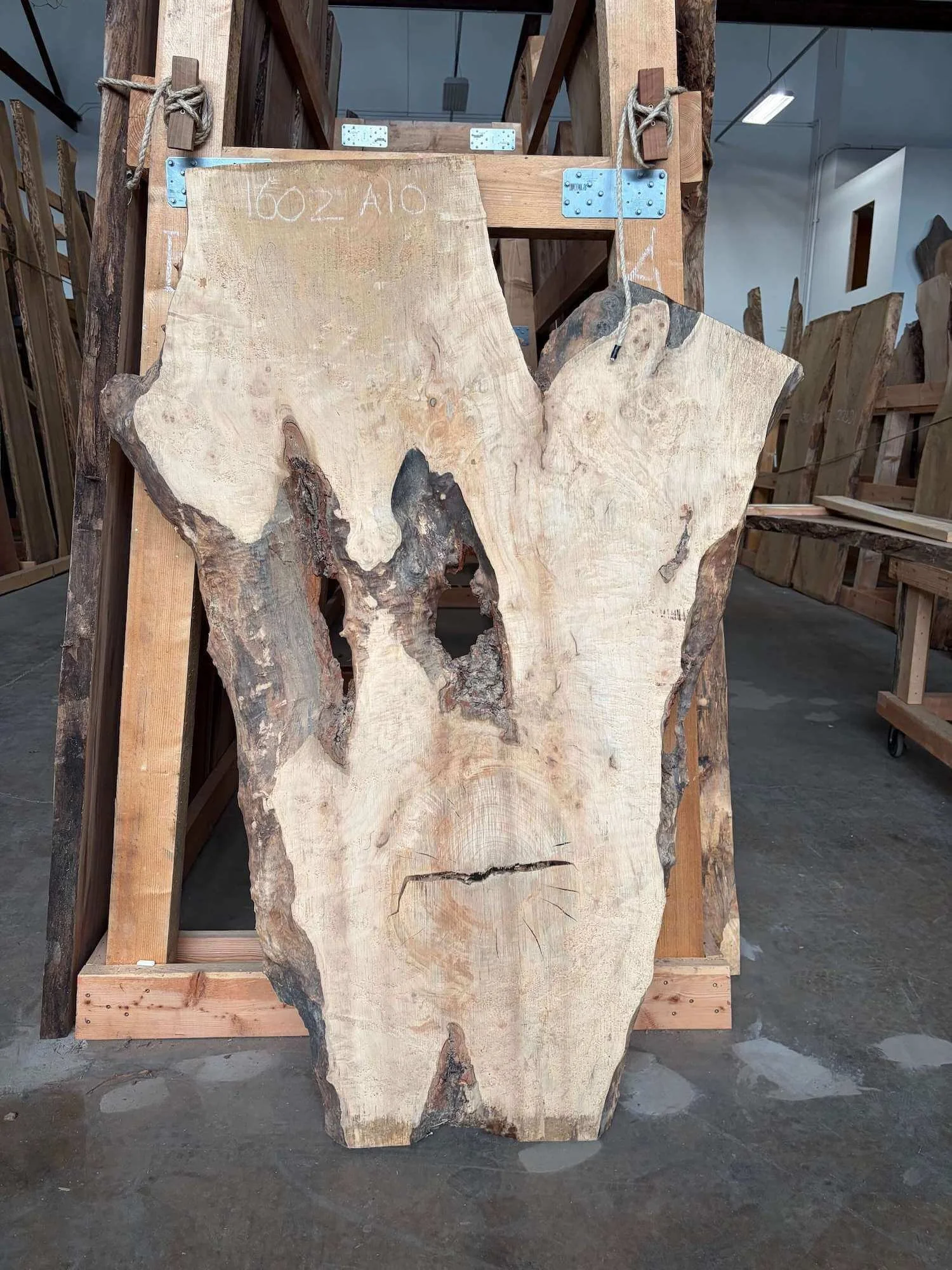 A large slab of light-colored spalted maple wood, with lots of character and curving edges, leaning on the end of two long rows of slabs.