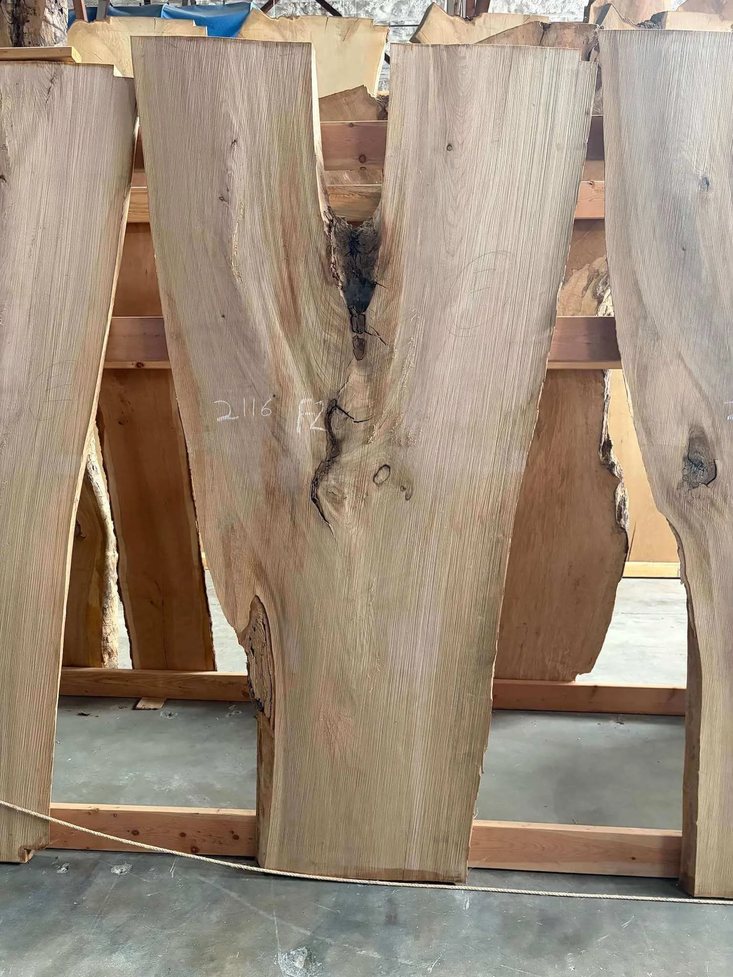 A y shaped elm wooden slab with bark on edges, standing upright on a wooden frame in a woodworking workshop.