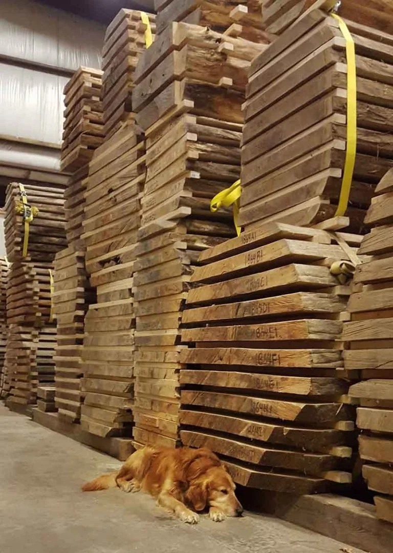 A golden retriever dog lying down and sleeping on the concrete floor in front of stacked boules of slabs in vtg's warehouse.