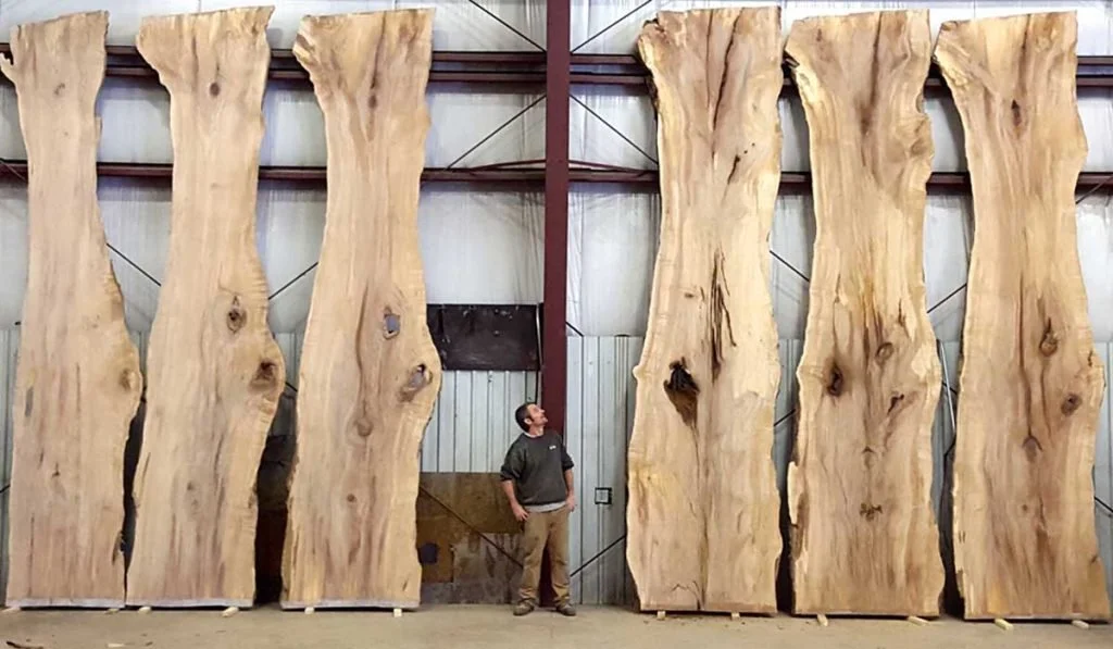 Vermont Tree Goods team member standing next to two floor-to-ceiling live edge slabs in the warehouse — showing the extraordinary scale of the salvaged hardwood