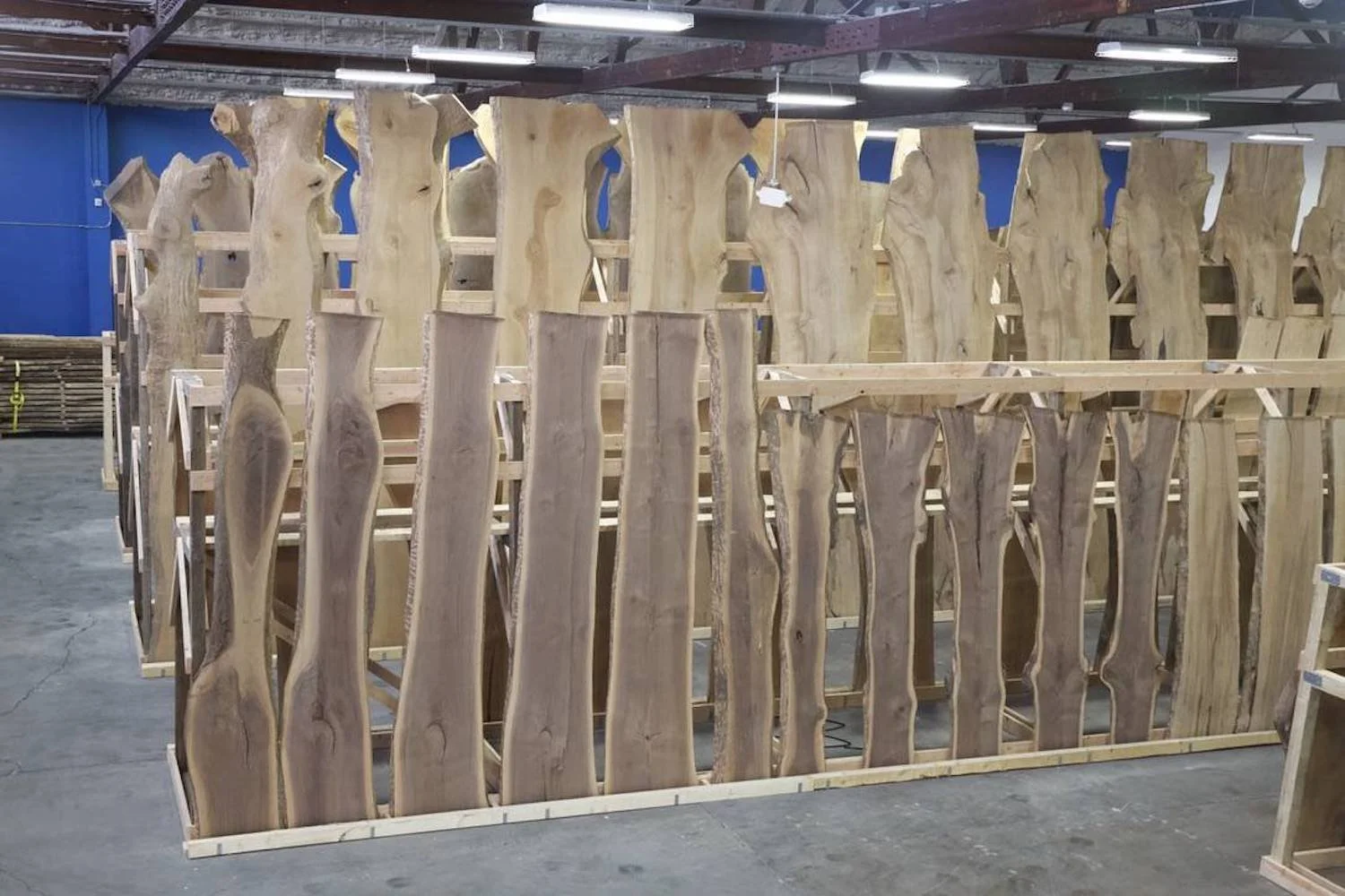 Rows of massive wooden slabs arranged vertically on a frame inside VTG's showroom, displaying walnut, maple, elm, and oak.