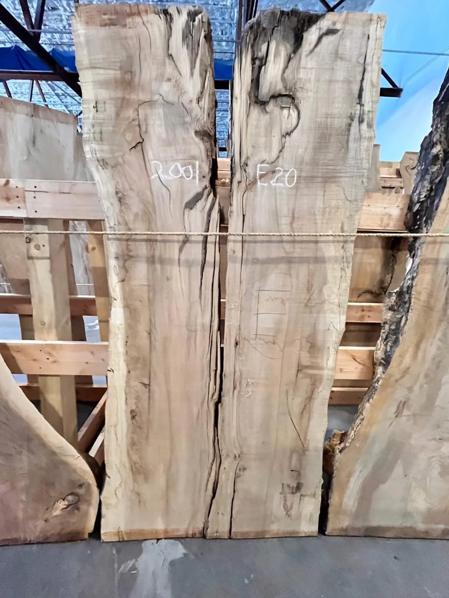Natural oak slab with light colored sap wood leaning against a wooden frame in a showroom.