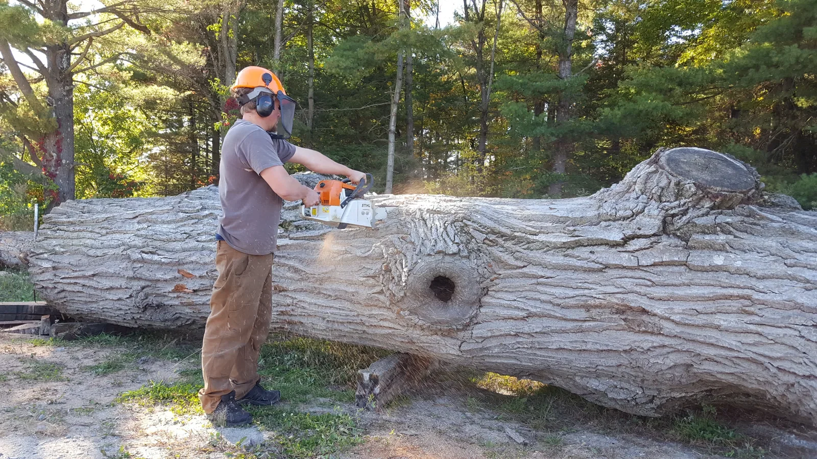 Vermont Tree Goods craftsman milling a large salvaged hardwood log on-site with a chainsaw, surrounded by New England forest