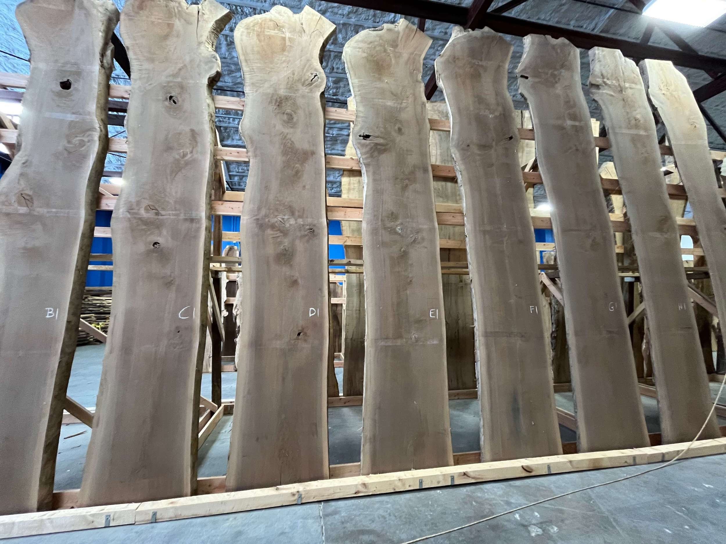 Row of large, 16 foot tall unfinished black walnut slabs, displayed for easy viewing in a showroom.