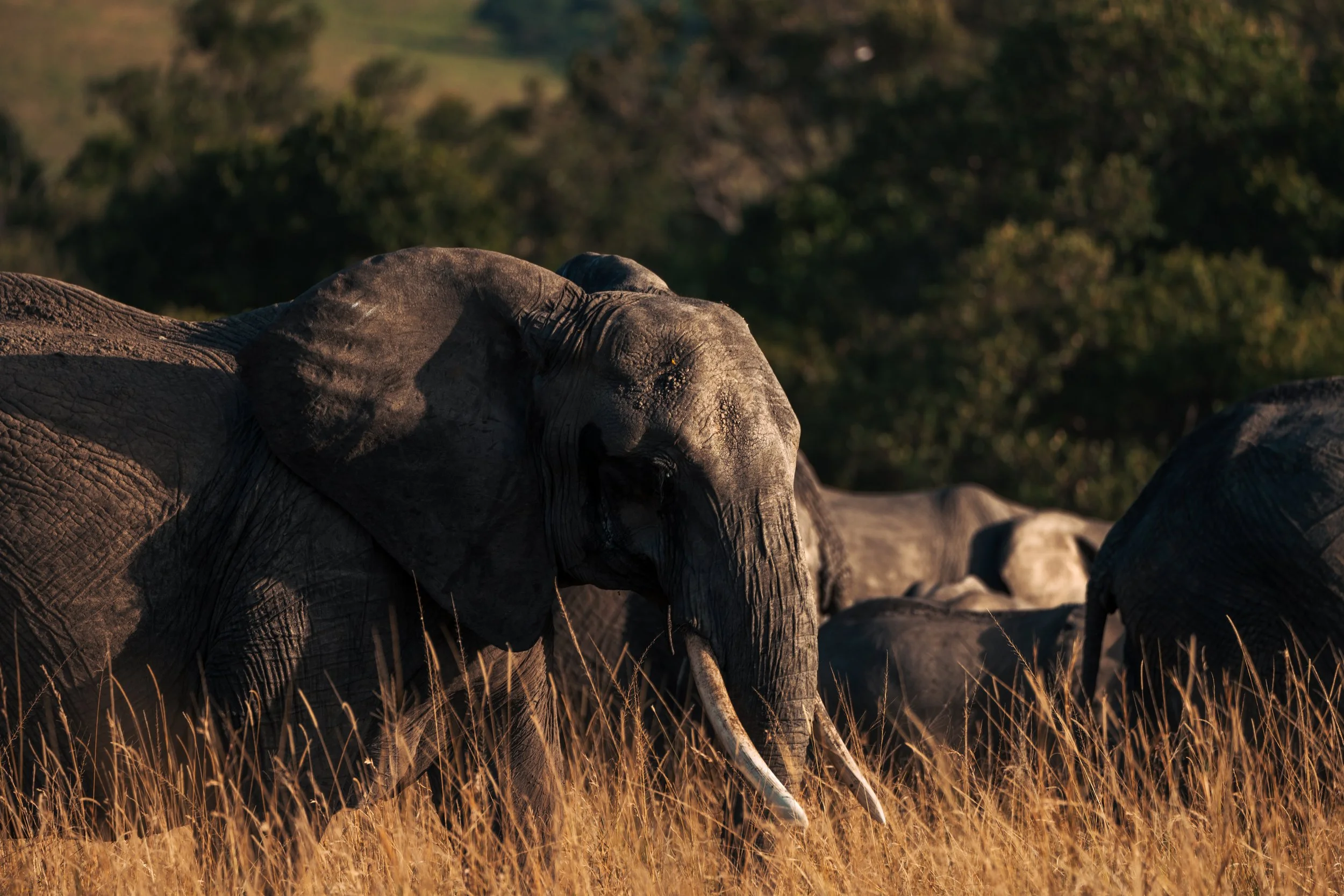 elephant.jpg