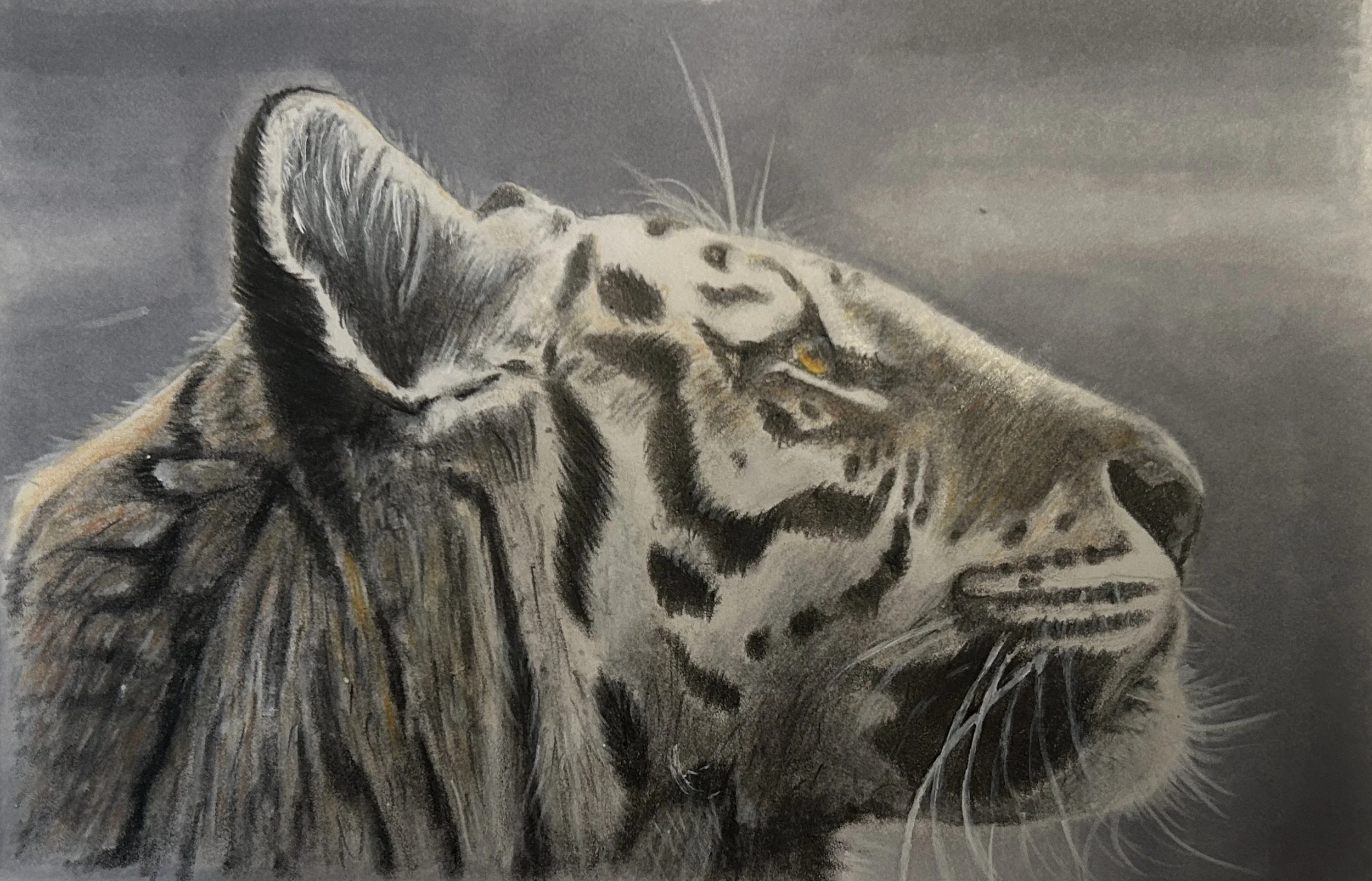 Animal Rendering