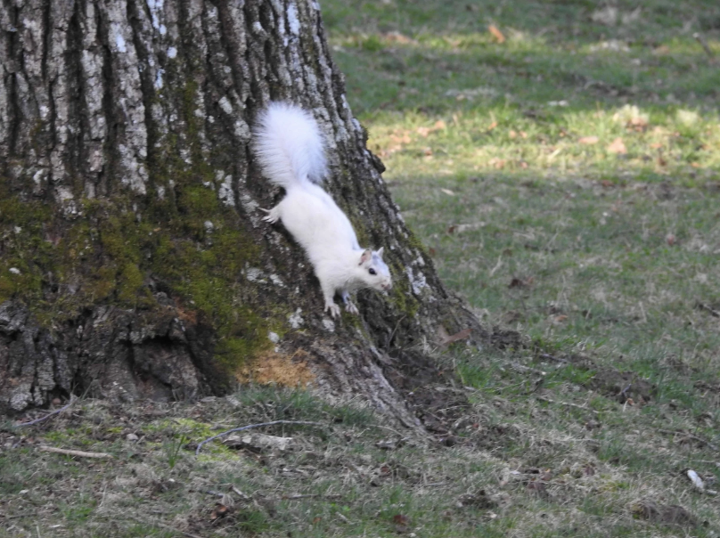 The White Squirrel