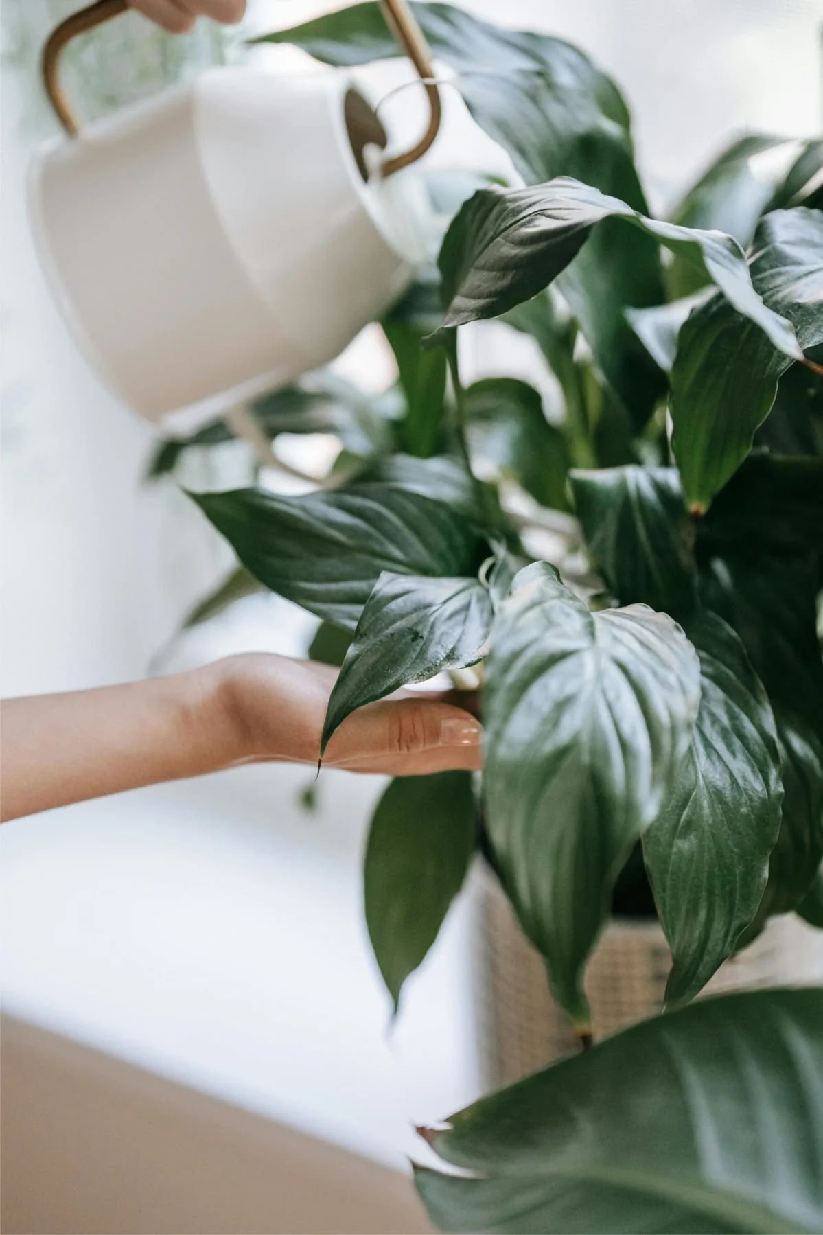 A hand is touching the leaves of a lush, green houseplant.