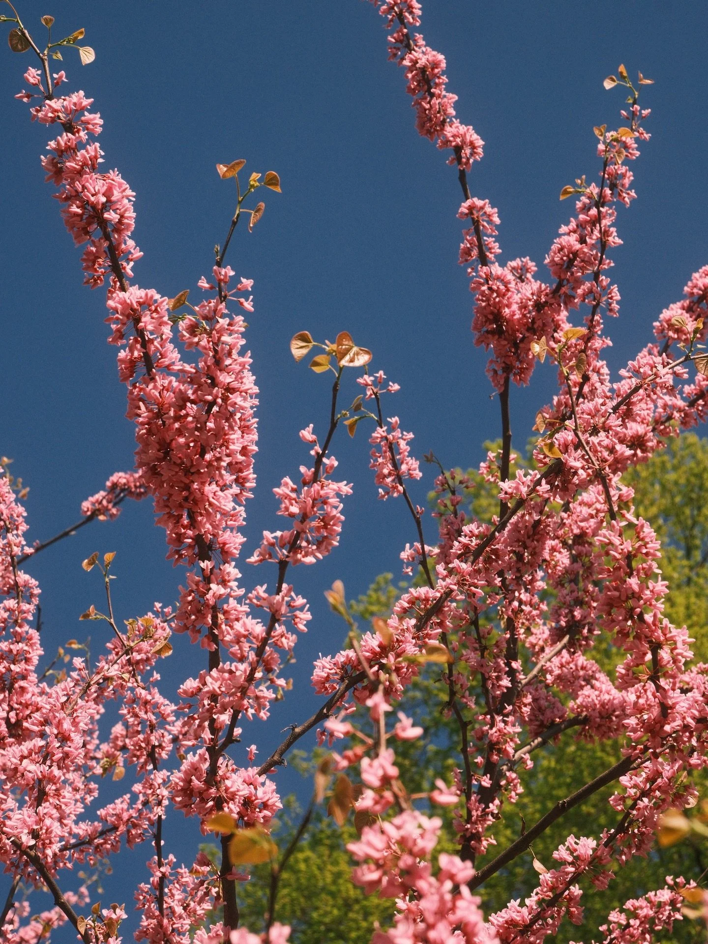Riverside park is just&hellip;&hellip;.. wow. X-T50 cherry negative.