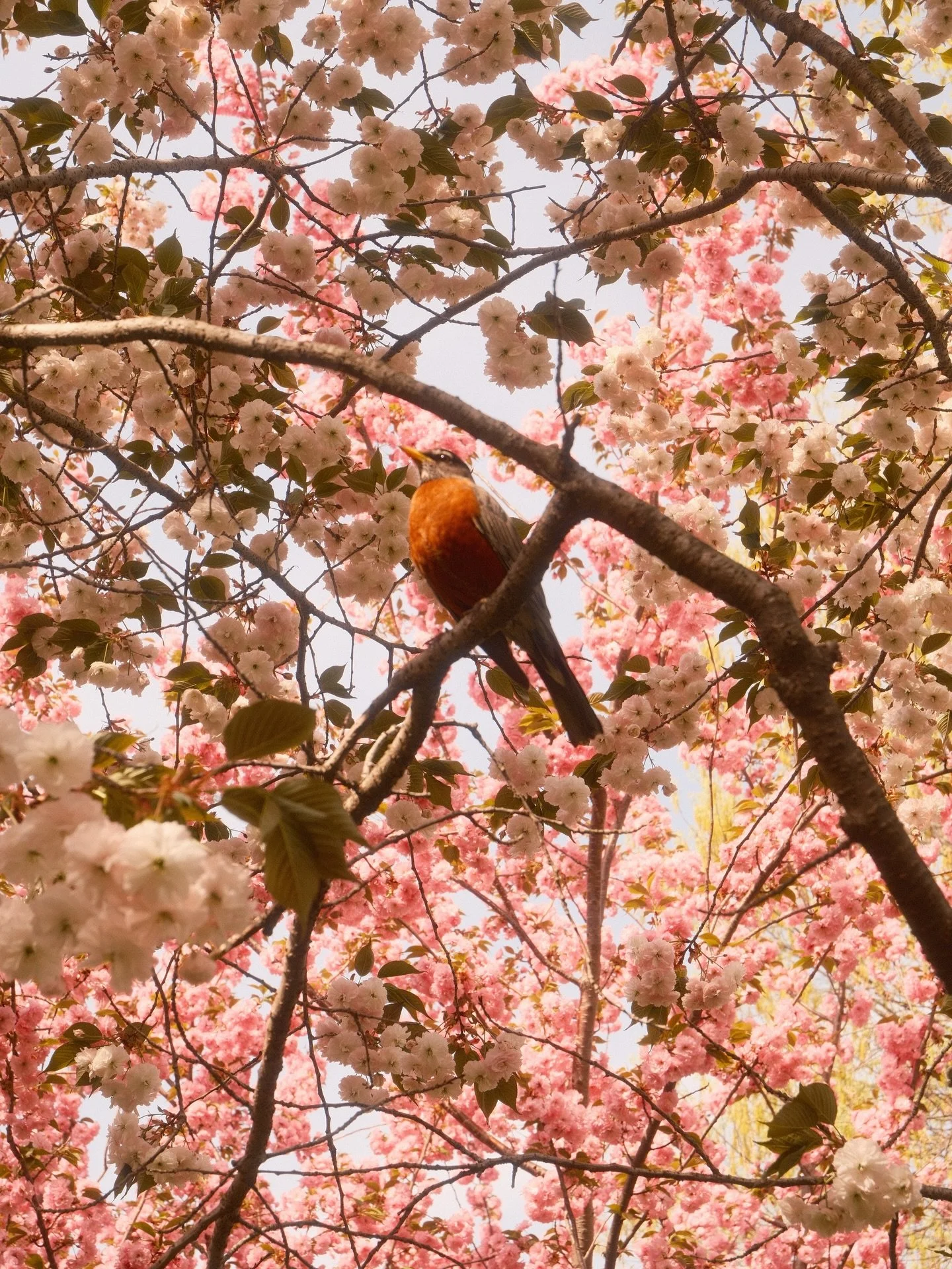 X-T50 stock lens Cherry Negative recipe. Still got more photos. This one robin was the only one that let me get close for photos. Next stop though is the Chinese Scholars Garden on Staten Island tomorrow.