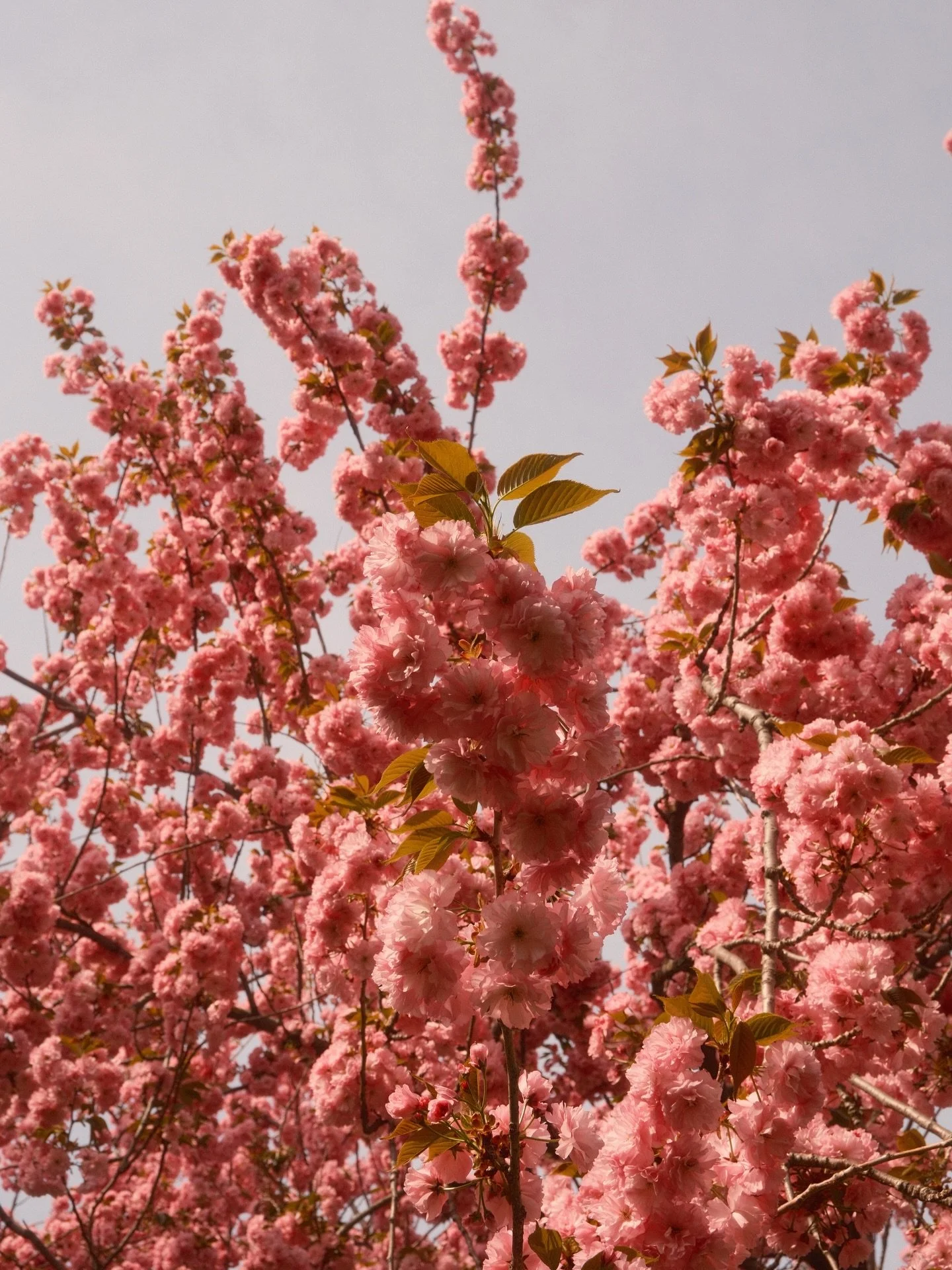 X-T50, Cherry Negative recipe. Absolute peak bloom of the Kanzan Cherry trees.