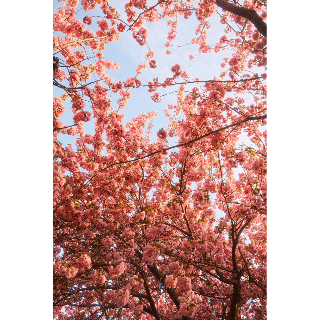 Brooklyn Botanic Garden in Spring with Kanzan Cherry Tree