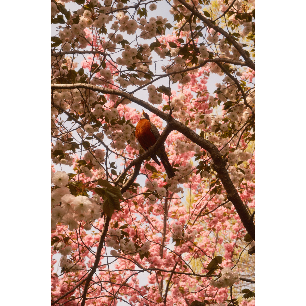 Brooklyn Botanic Garden in Spring with Kanzan and white Cherry Trees with Robin