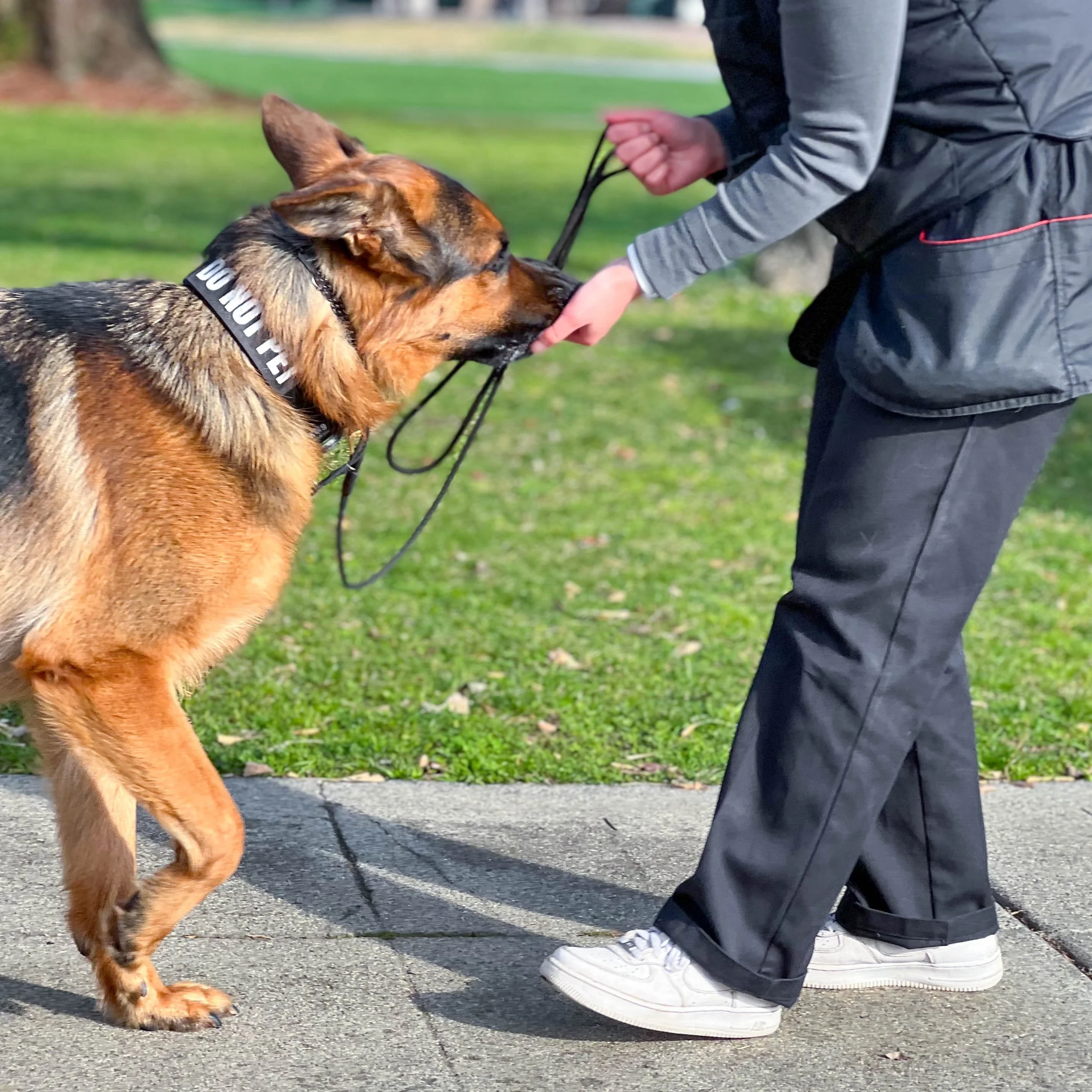 dog training, k9 training, german shepherd, gsd, working line german shepherd
