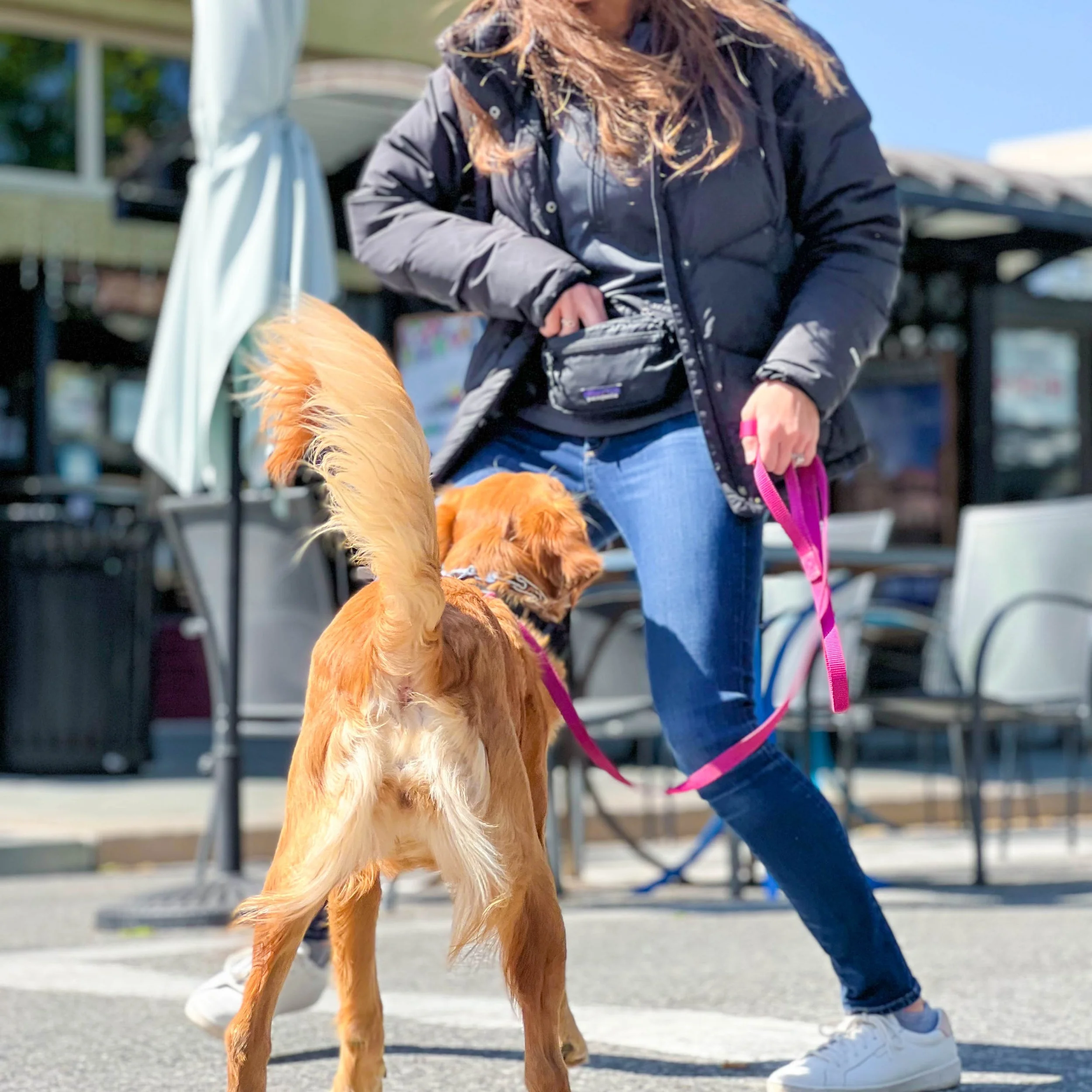 dog training, k9 training, golden retriever, labrador retriever