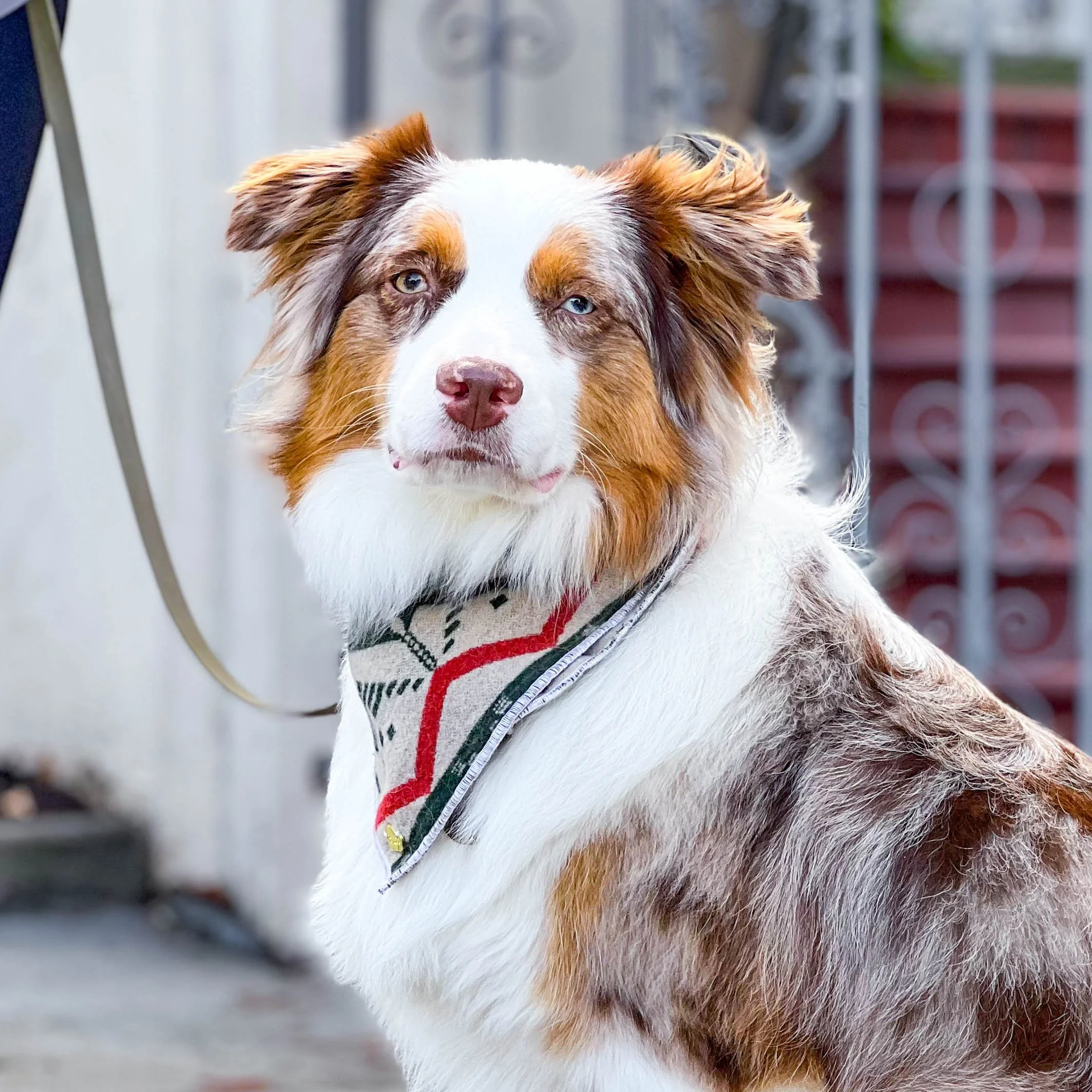 dog training, k9 training,, australian shepherd, aussie, border collie