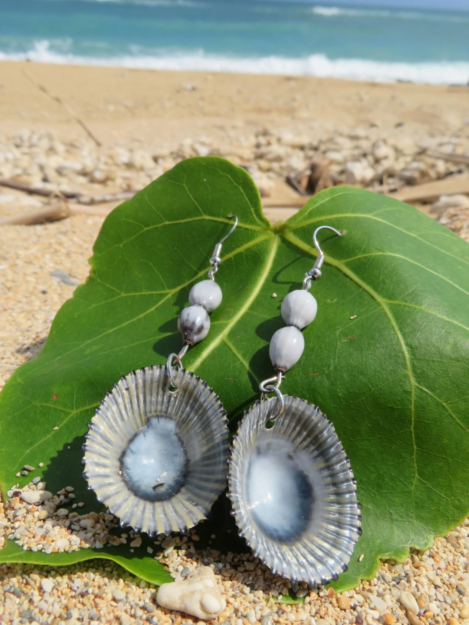 Seeds & Shells