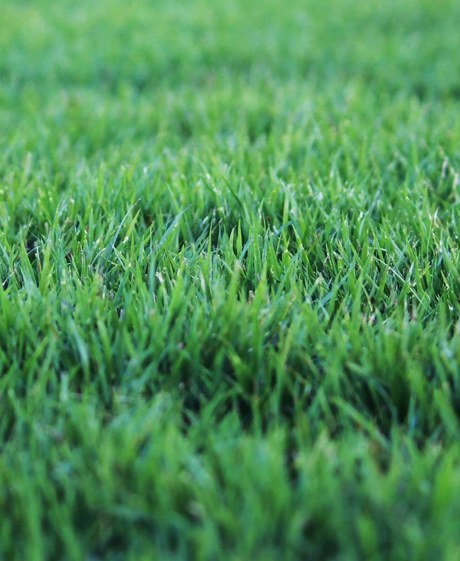 Zeon Zoysia
