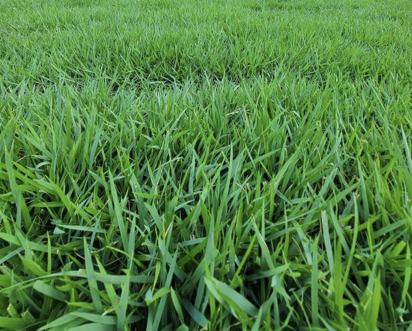 Palisade Zoysia