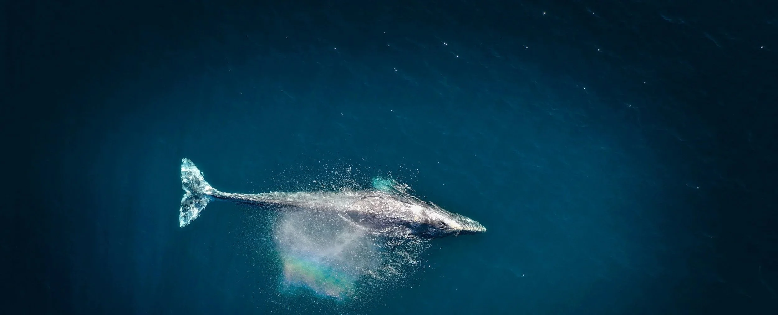 A whale surfacing in the ocean, creating a splash and tail fin visible