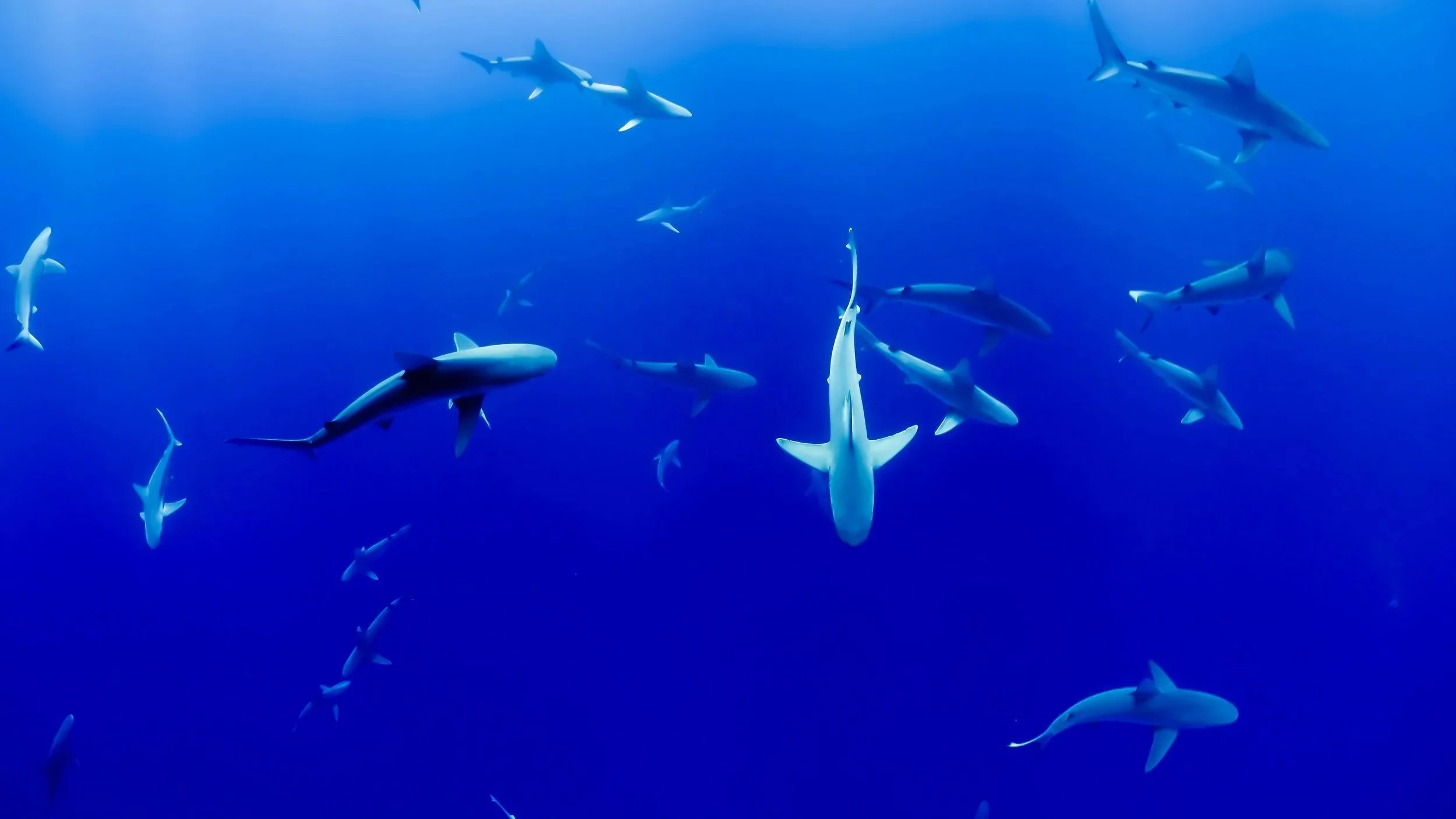A school of sharks swimming in deep blue ocean water.