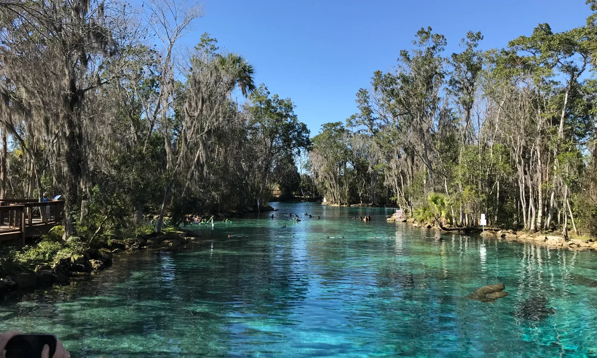 A river with clear blue water surrounded by dense trees with Spanish moss, with people swimming and relaxing in the water under a clear blue sky.