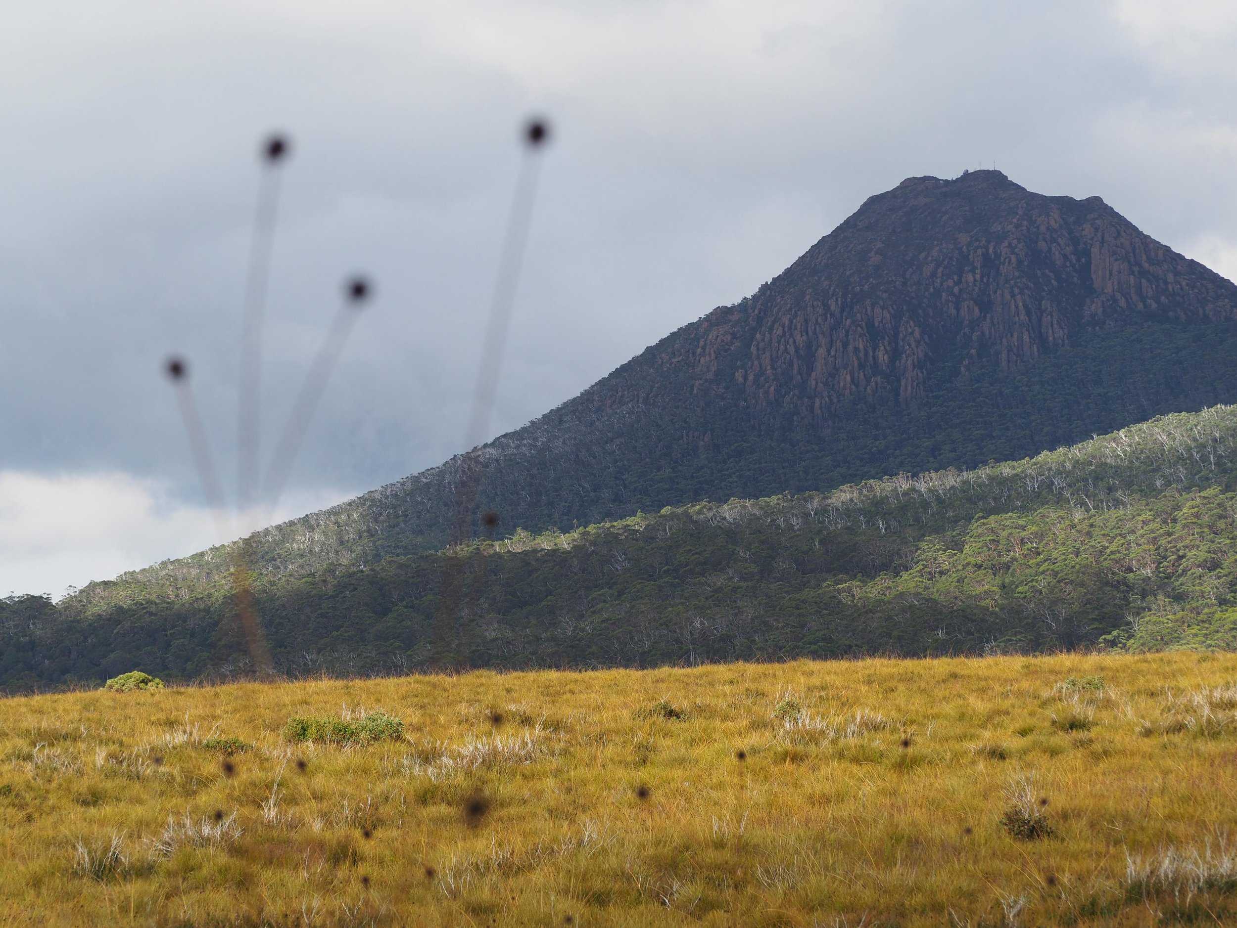 A beautiful mystery from the Franklin-Gordon Wild Rivers National Park South West of Tasmania. Button Grass fields with Frenchman&rsquo;s Cap towering in the distance. #frenchmanscap #tasmania #buttongrass