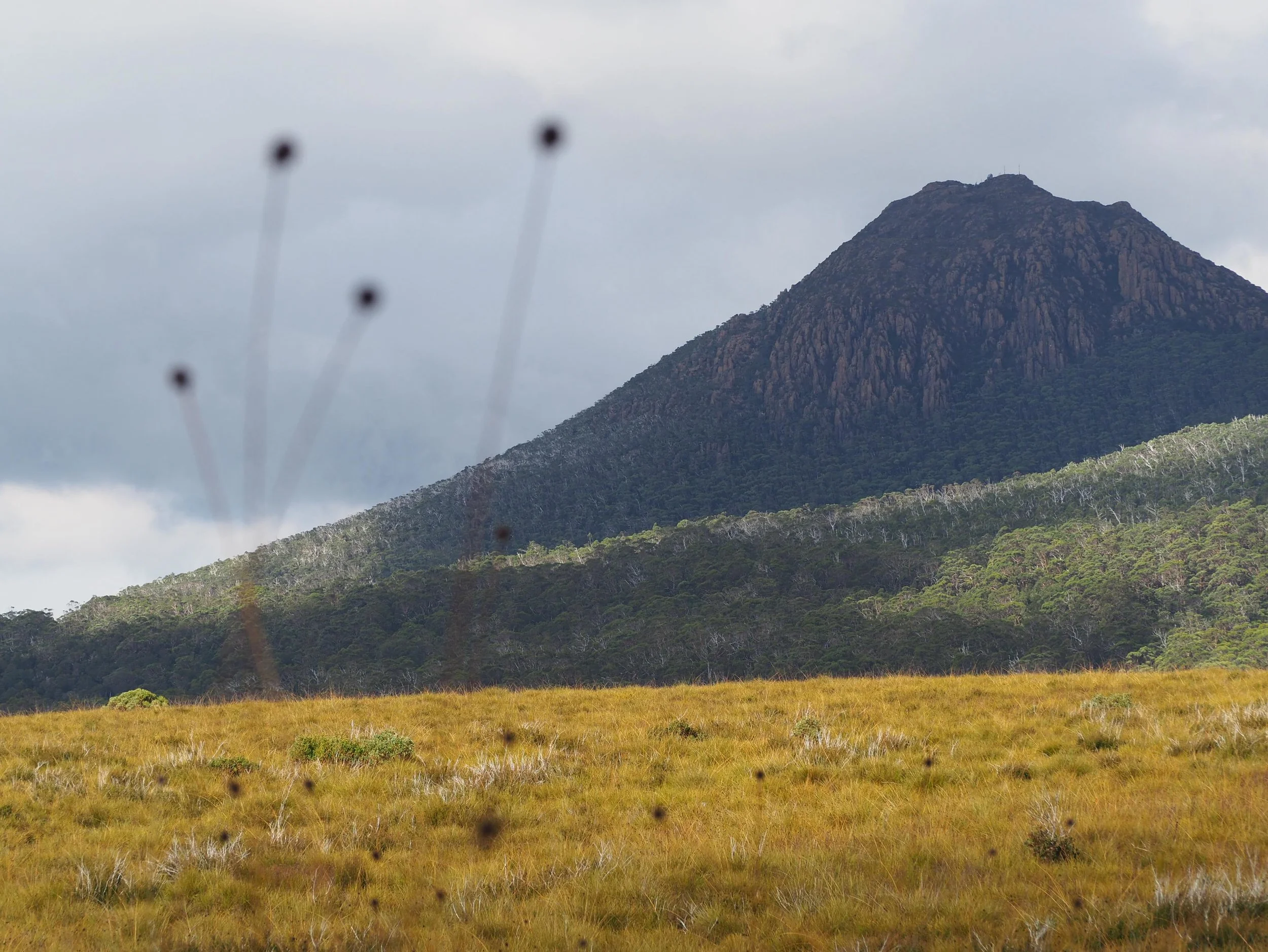 A beautiful mystery from the Franklin-Gordon Wild Rivers National Park South West of Tasmania. Button Grass fields with Frenchman&rsquo;s Cap towering in the distance. #frenchmanscap #tasmania #buttongrass