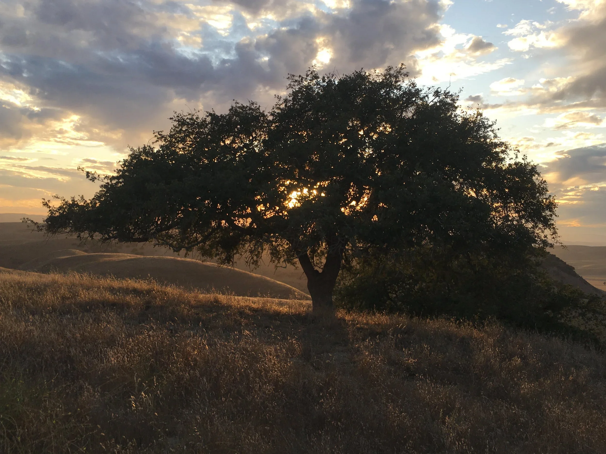Rooted Rhythms