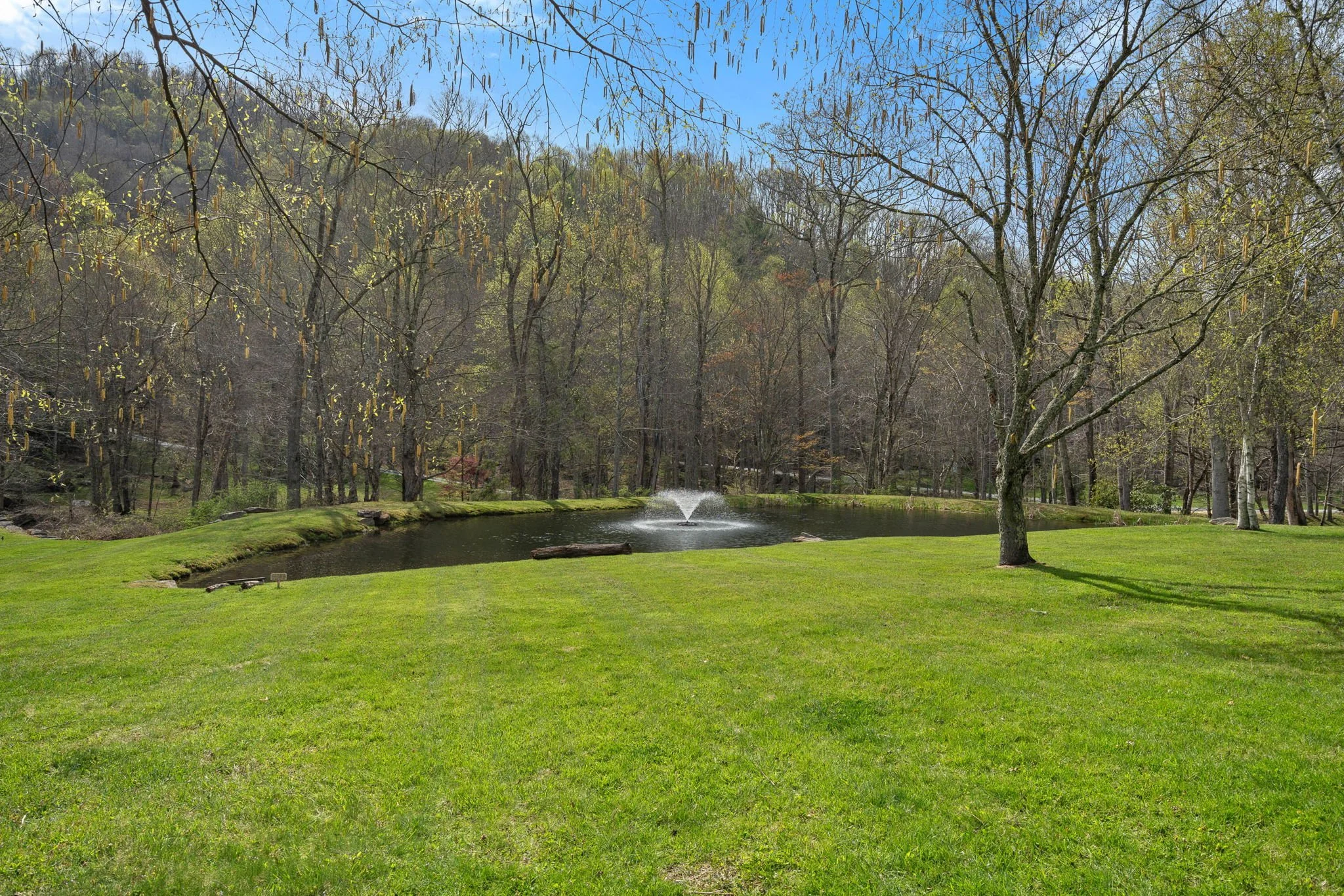 A park scene with a small pond featuring a fountain, surrounded by lush green grass and trees, some with budding leaves and hanging catkins, under a clear blue sky.