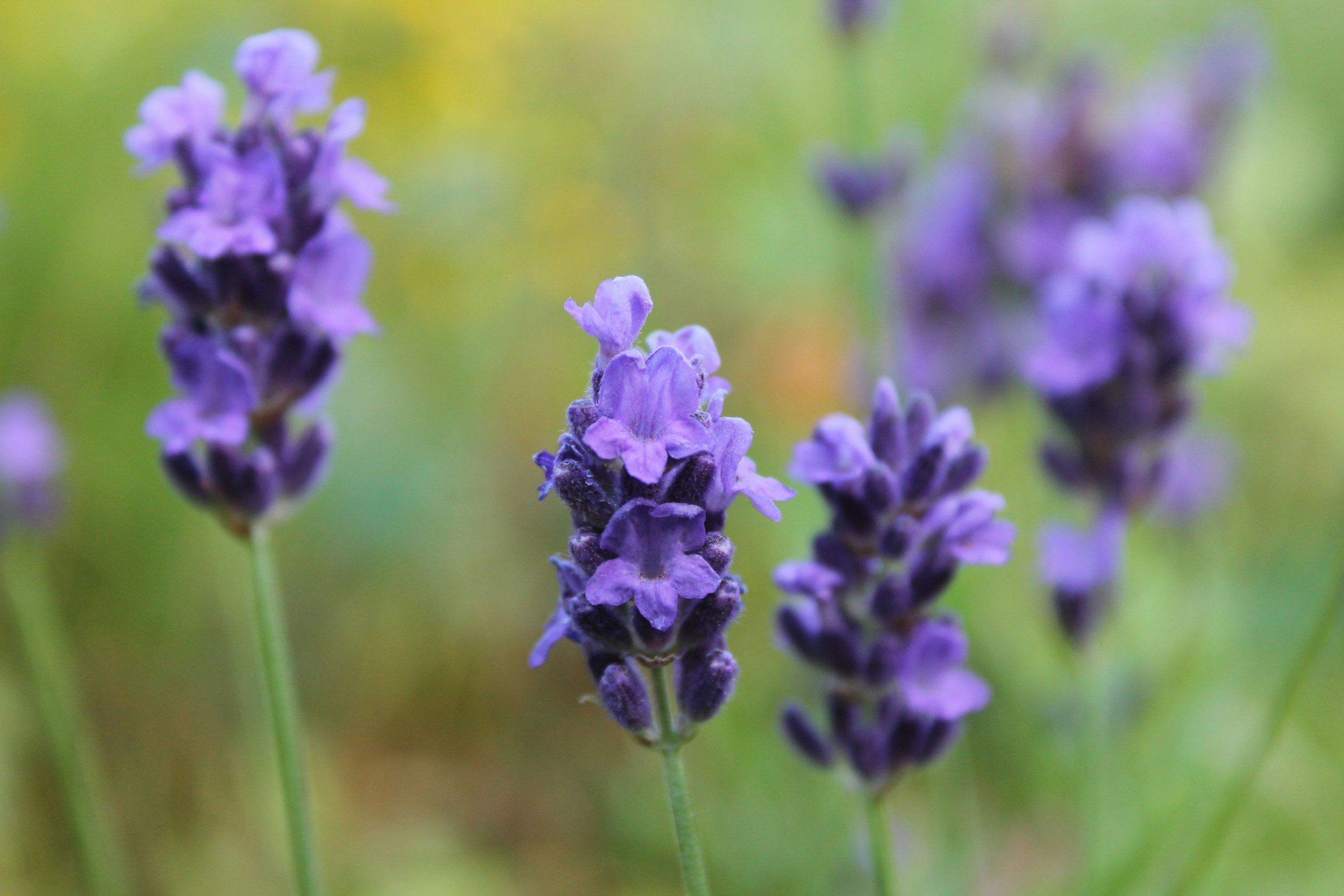 Close-up of purple lavender flowers with a green blurred background.