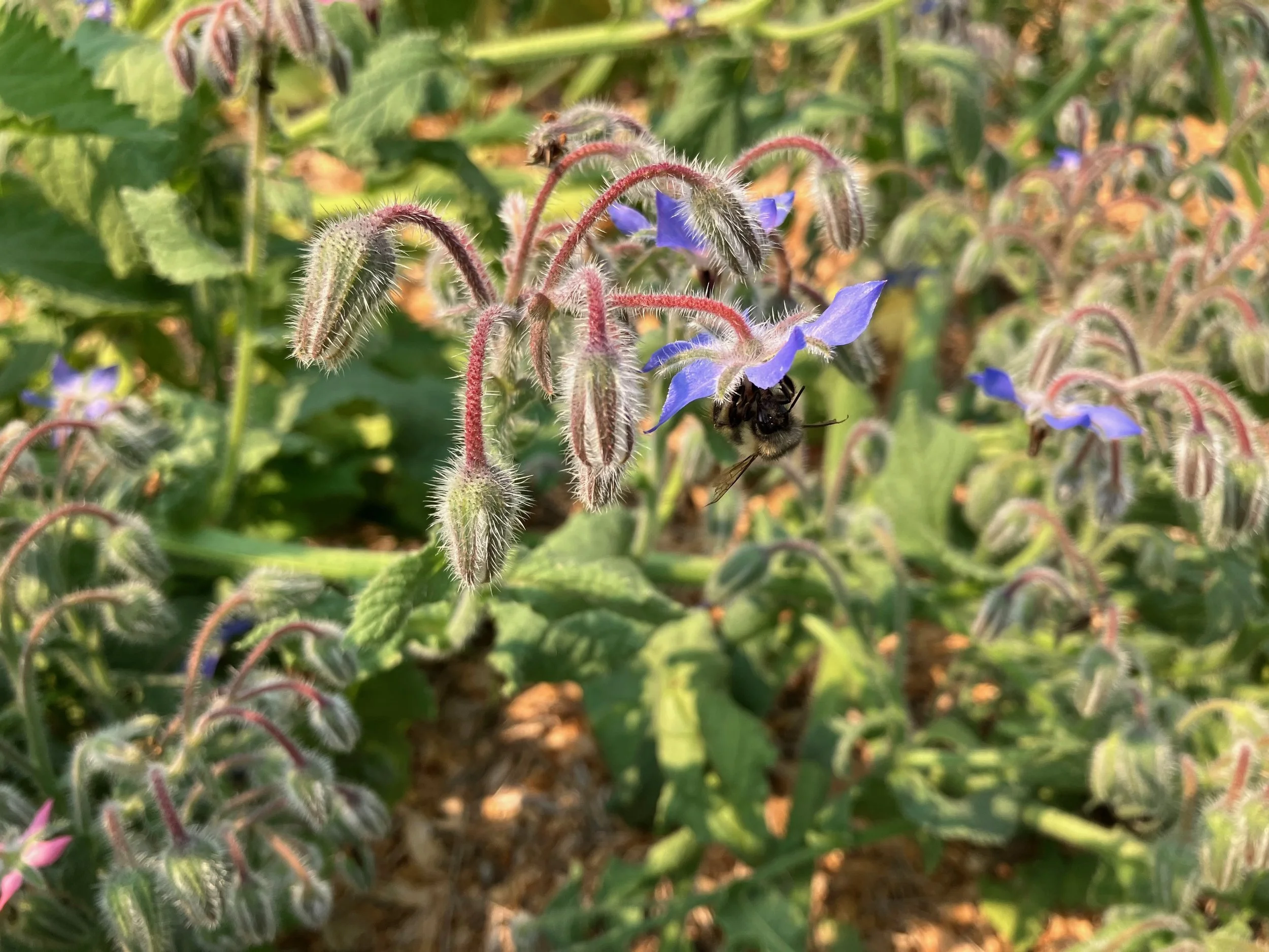Bees love borage :) And are great pollinators for our apple trees