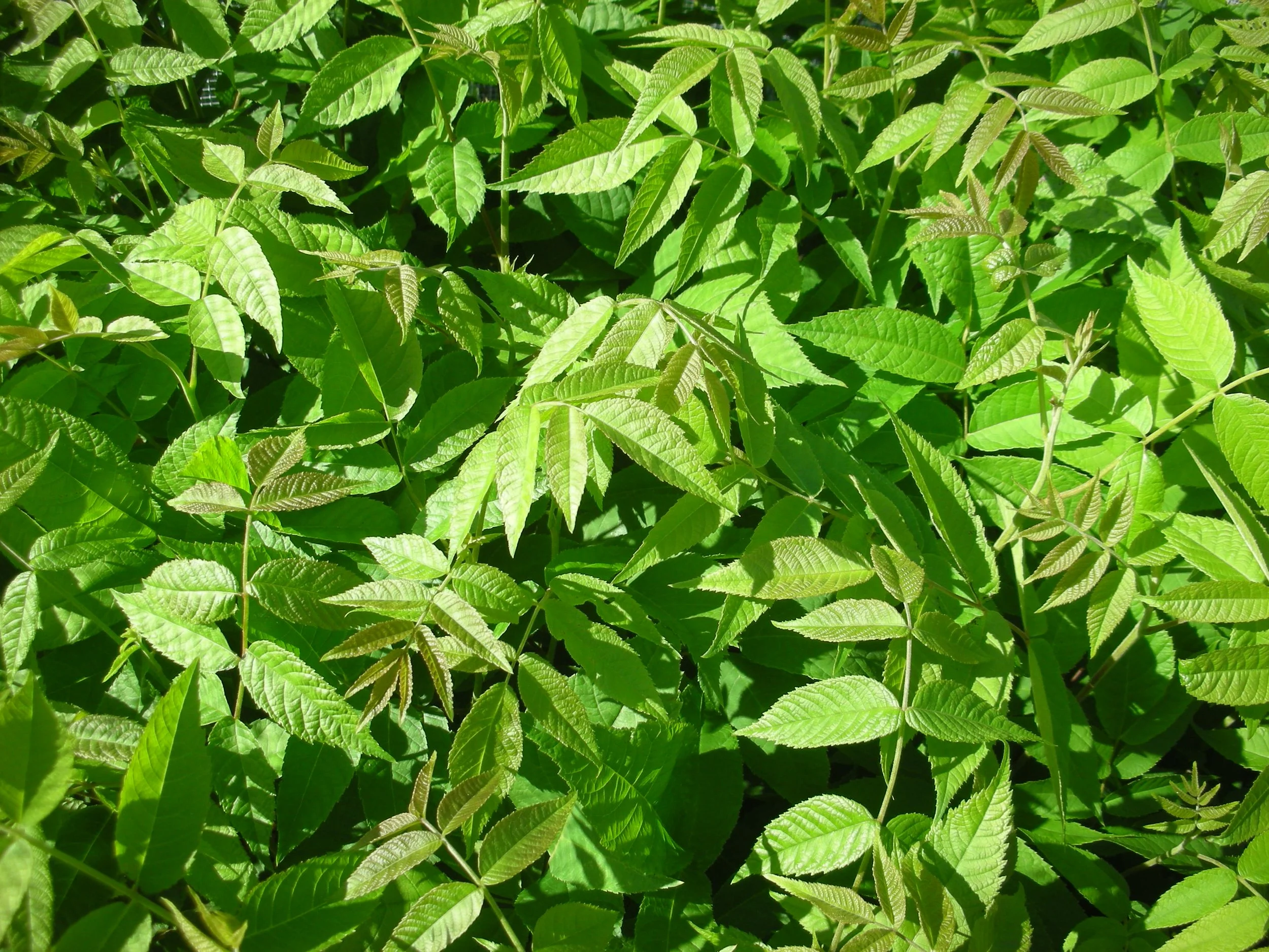 Black Walnut