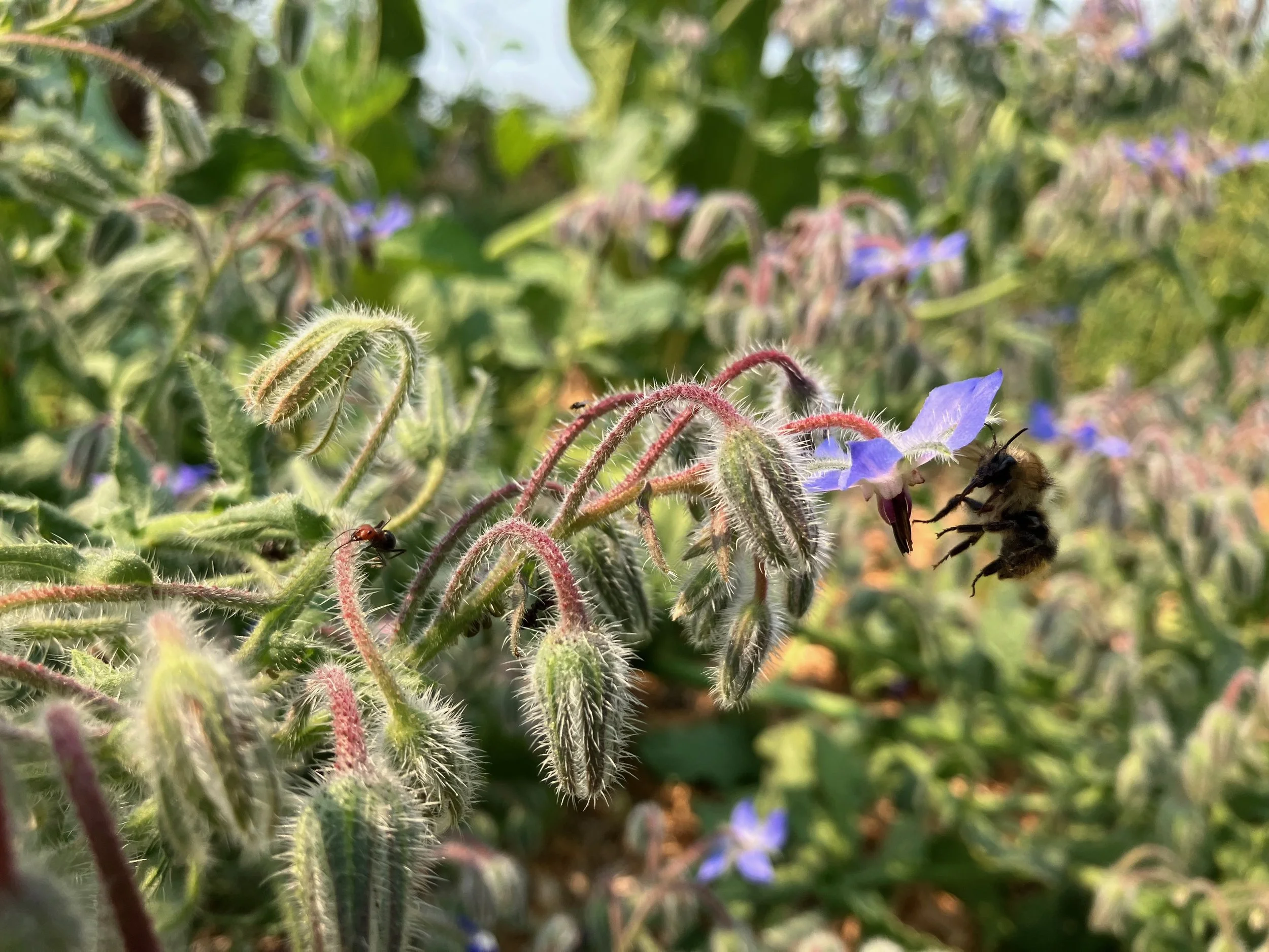 Borage with happy bumblebees that pollinate our wise old apple trees