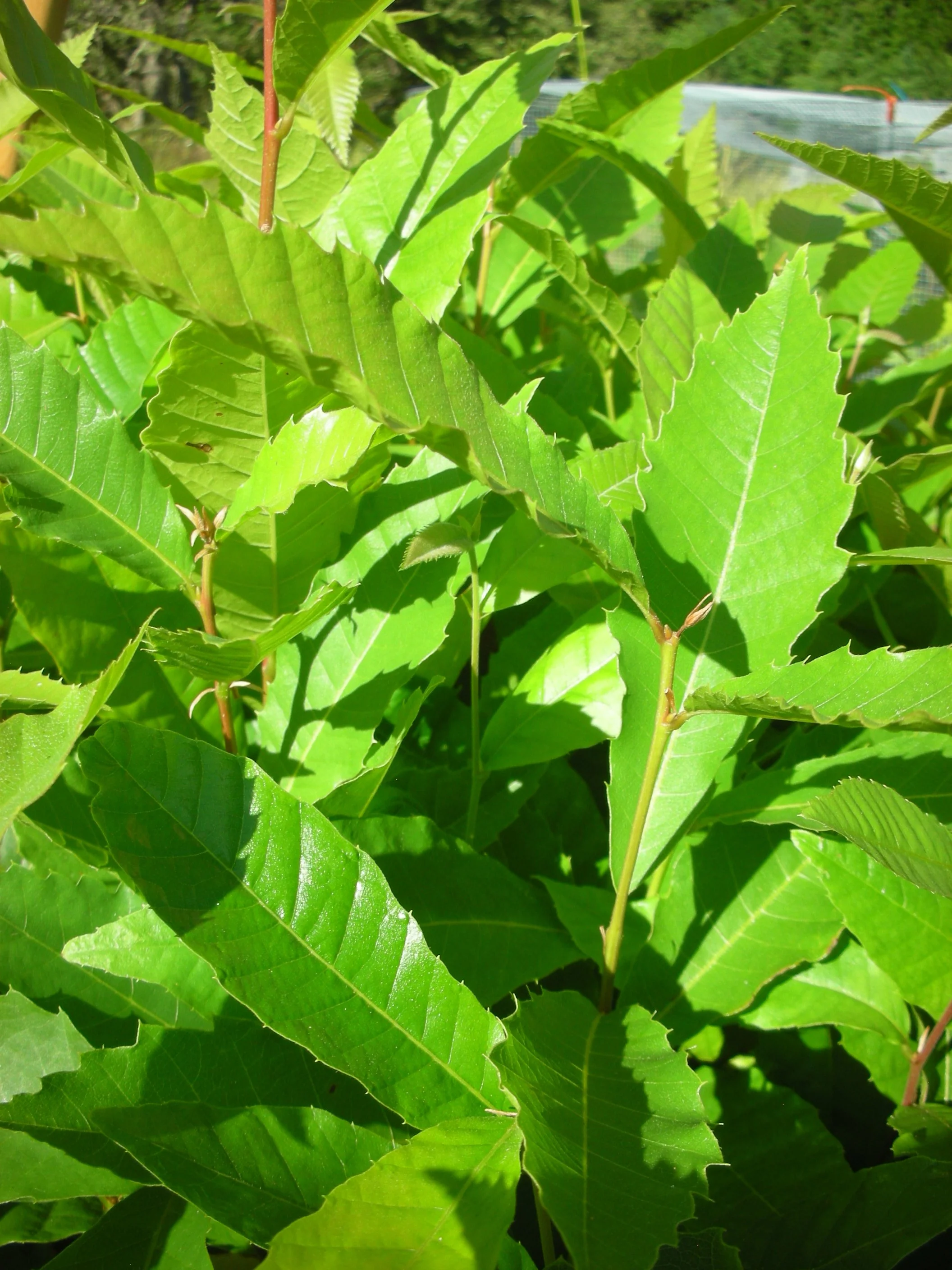 Hybrid Chestnut
