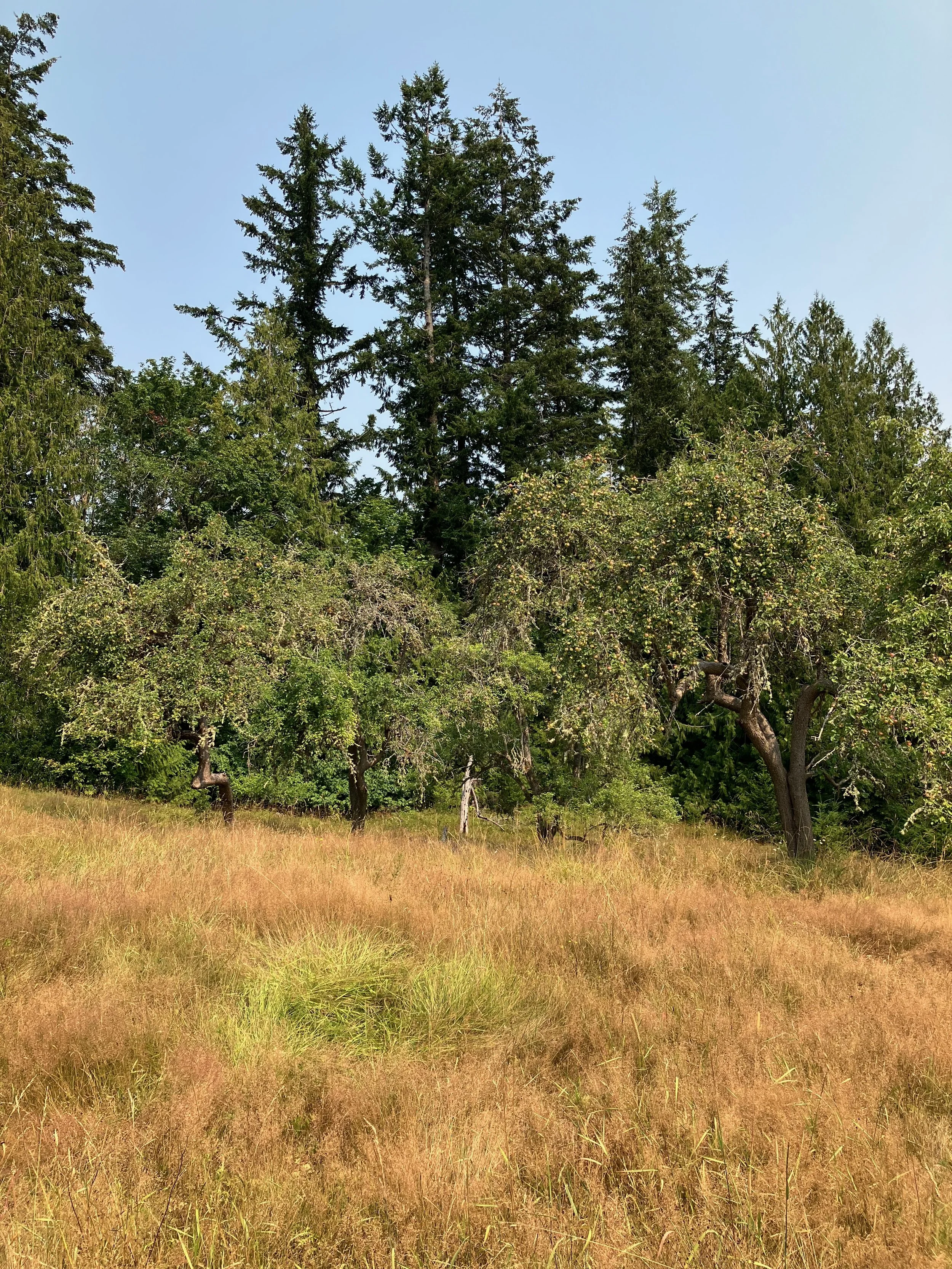 100+ year old apple trees in the Pacific Northwest