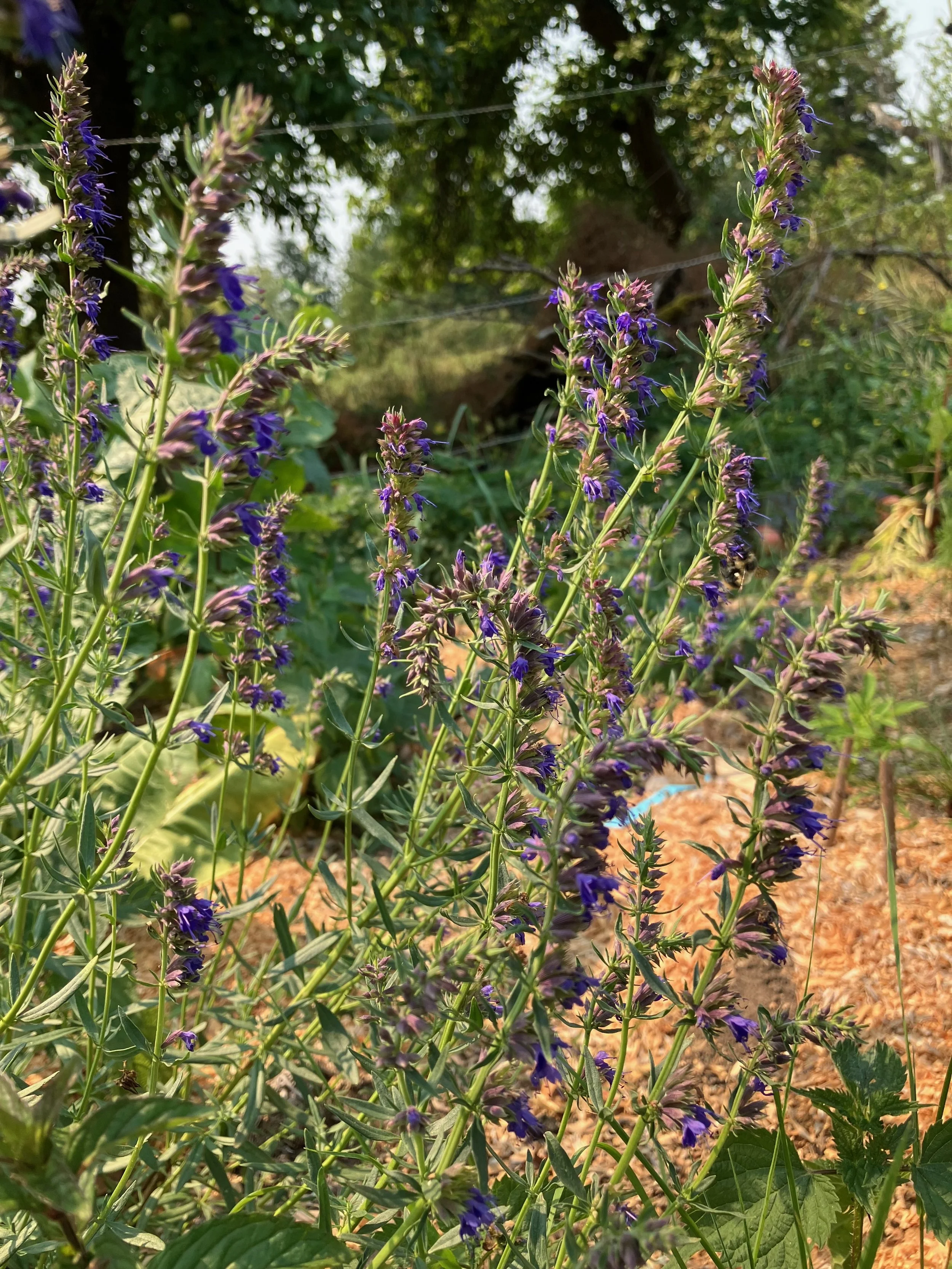 More happy bees on our regenerative permaculture nursery