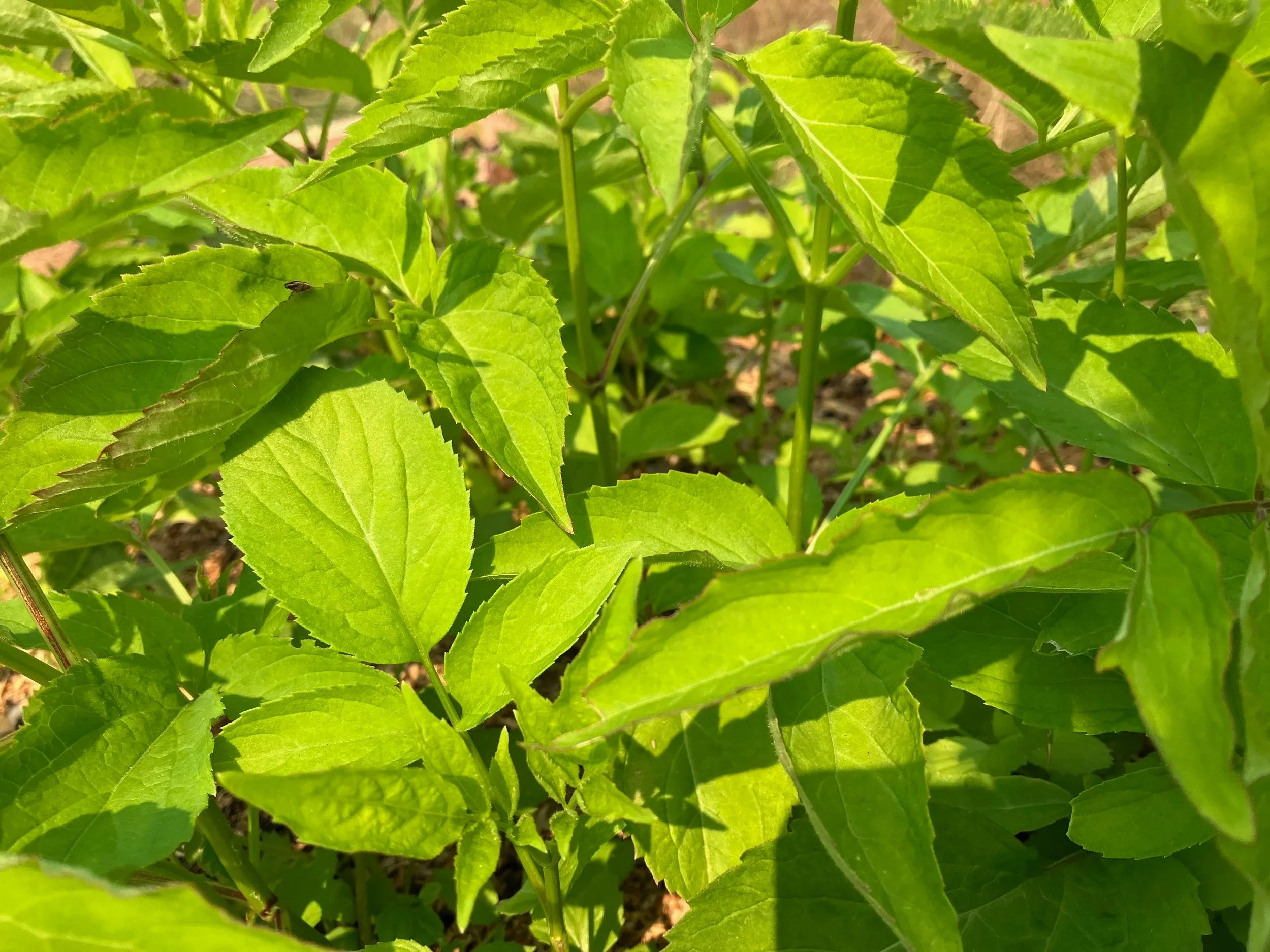 Bare-root, regeneratively grown American elderberry shrub