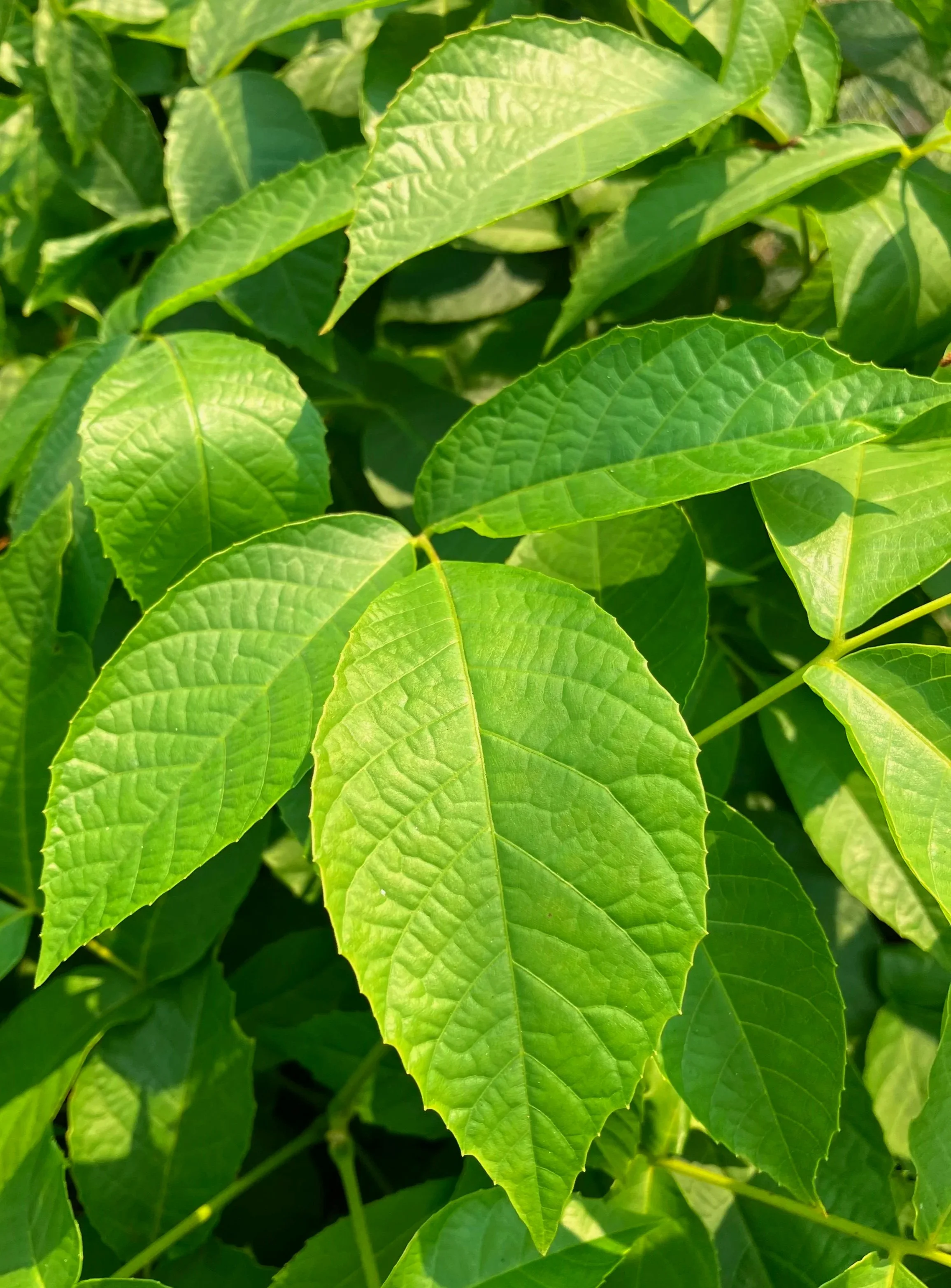 bareroot english walnut tree grown using better than organic standards